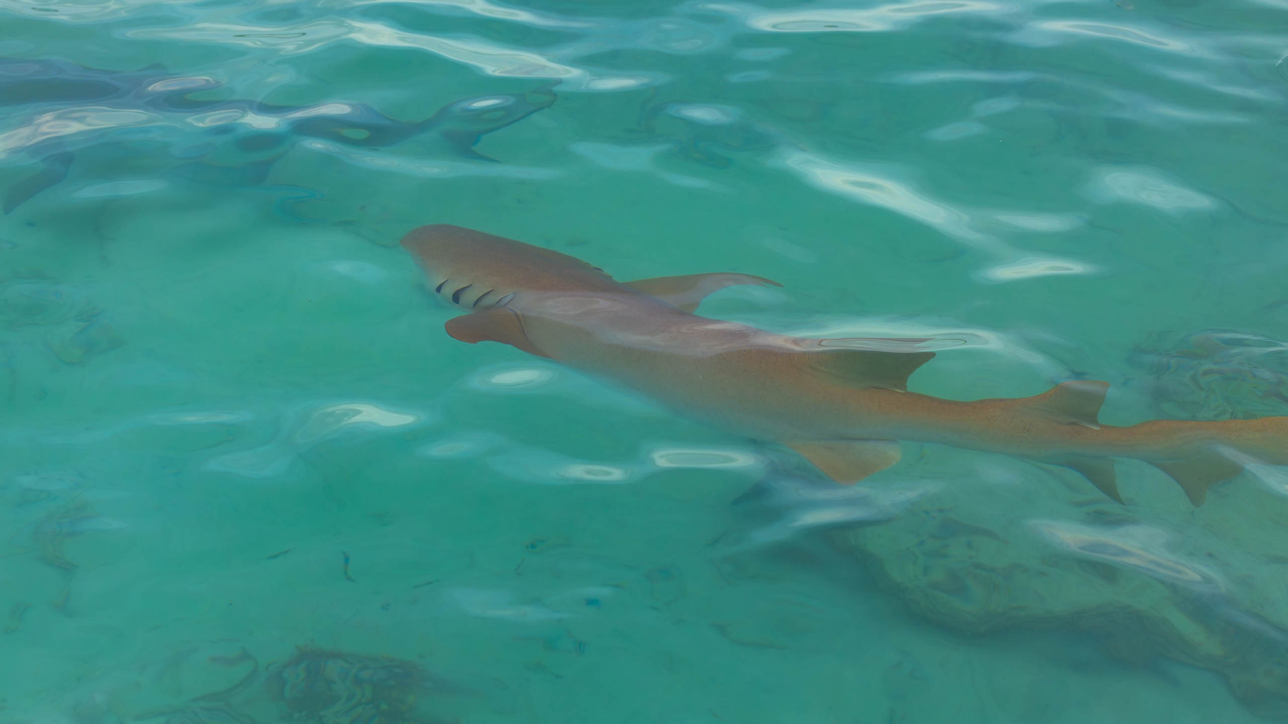 Мальдивы, Ellaidhoo Maldives by Cinnamon