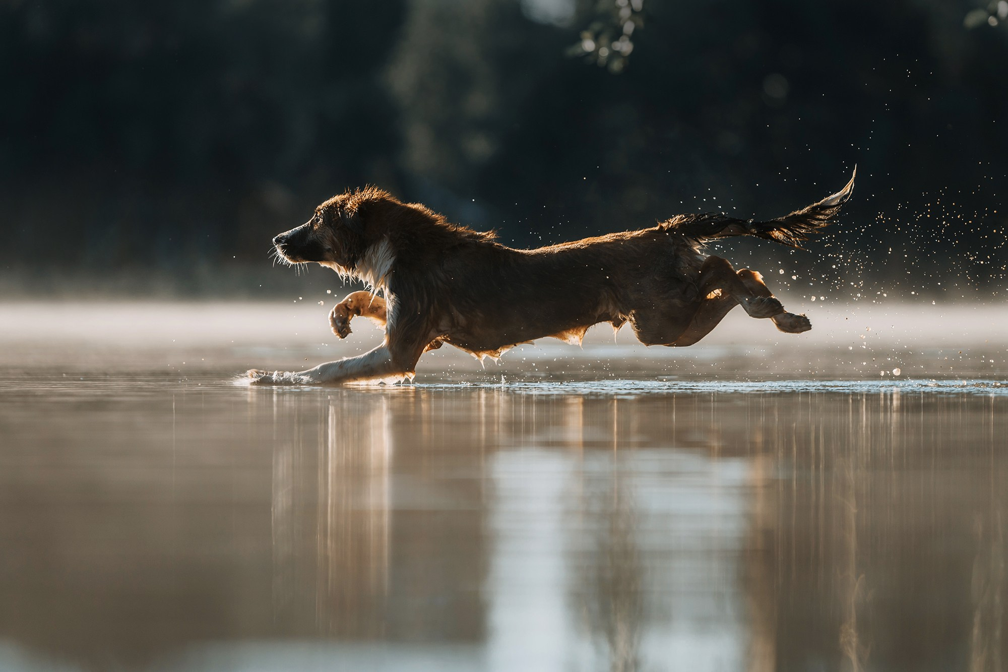 Питомец в кадре. Фотограф Анна Тюрина