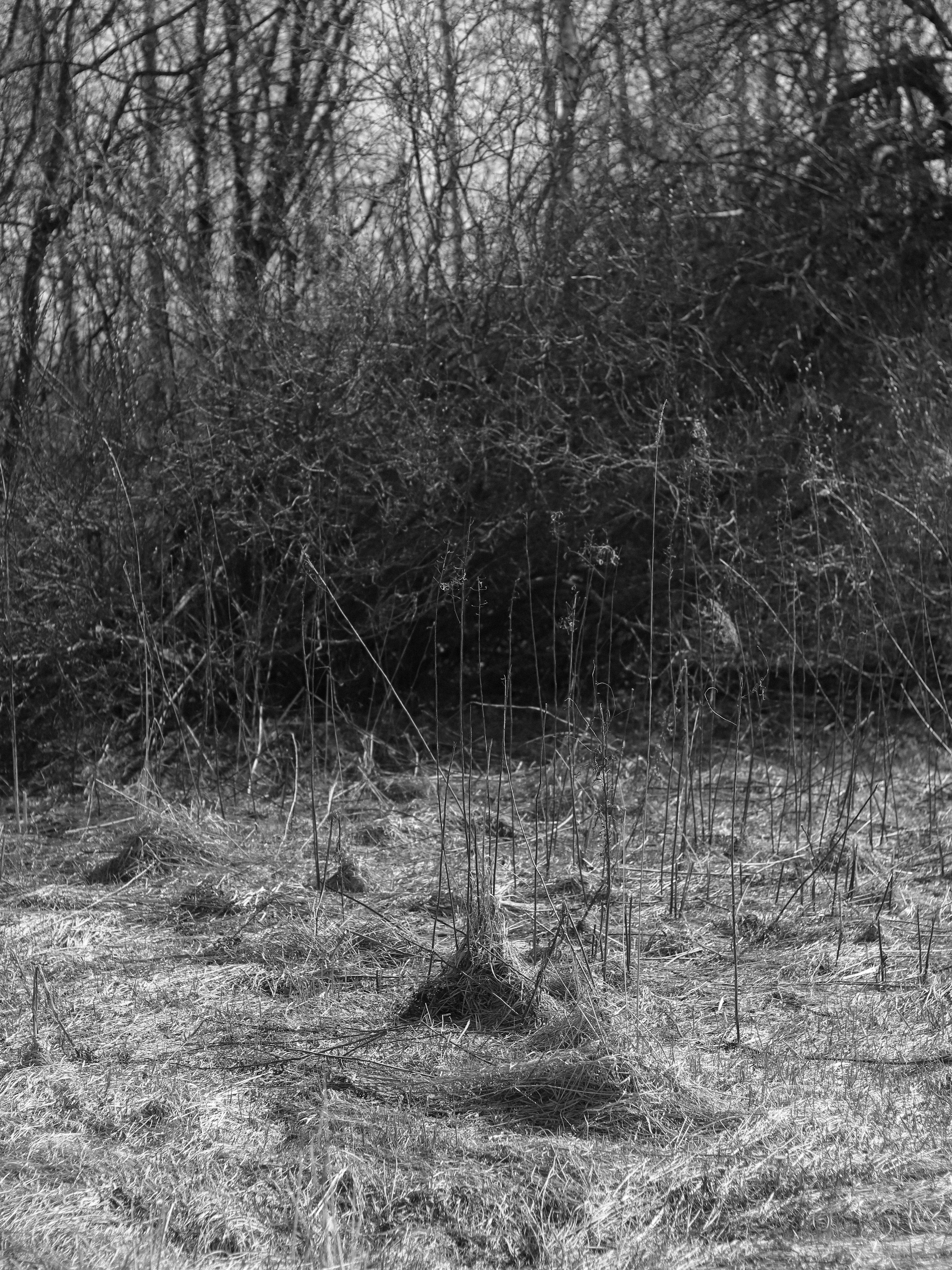 Garden against time. Фотограф и исследователь фотографии из Санкт-Петербурга Елизавета Веприцкая