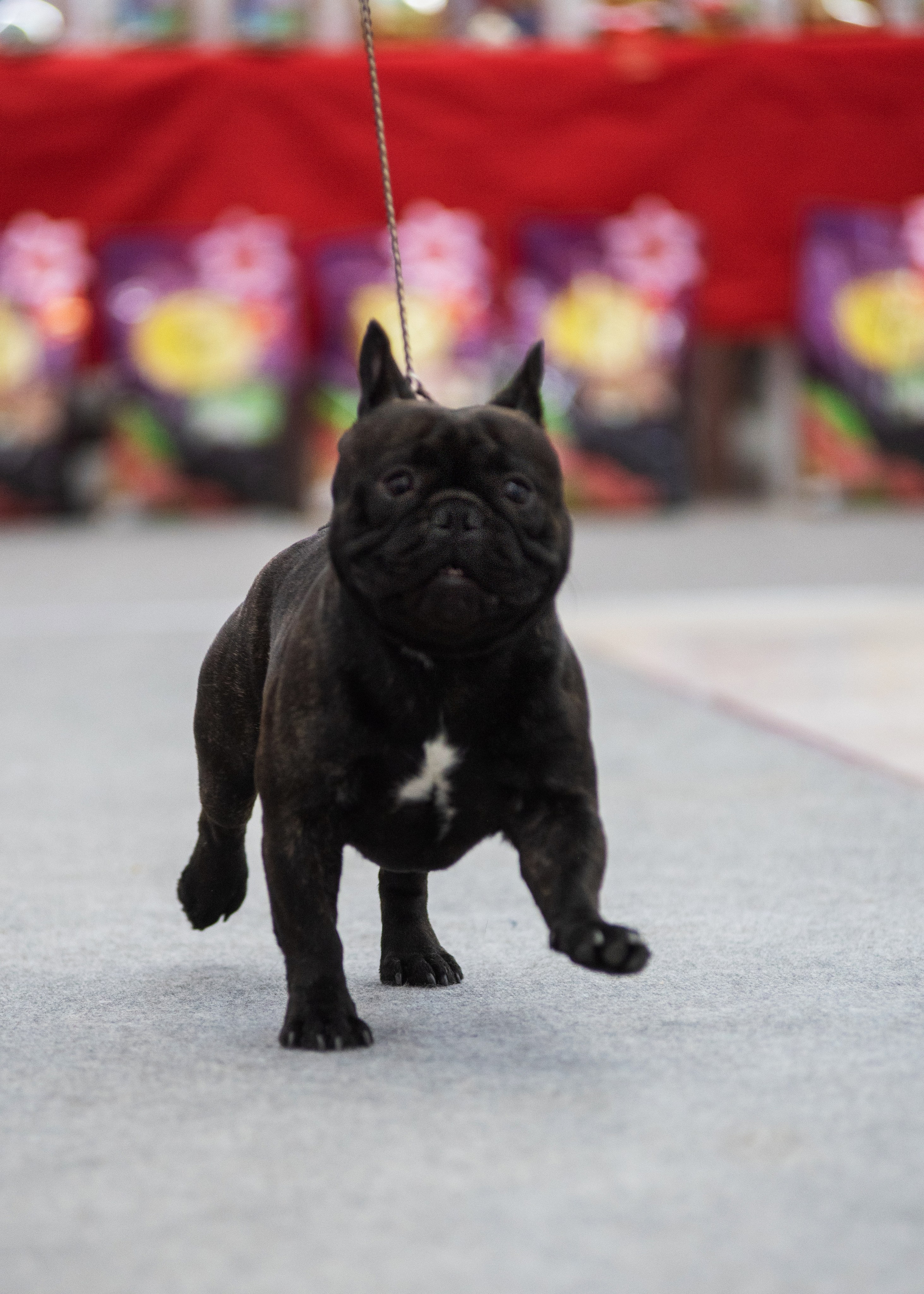 Выставка собак тюмень 14.01.2023. Дог-фотограф в Тюмени Александра Королева