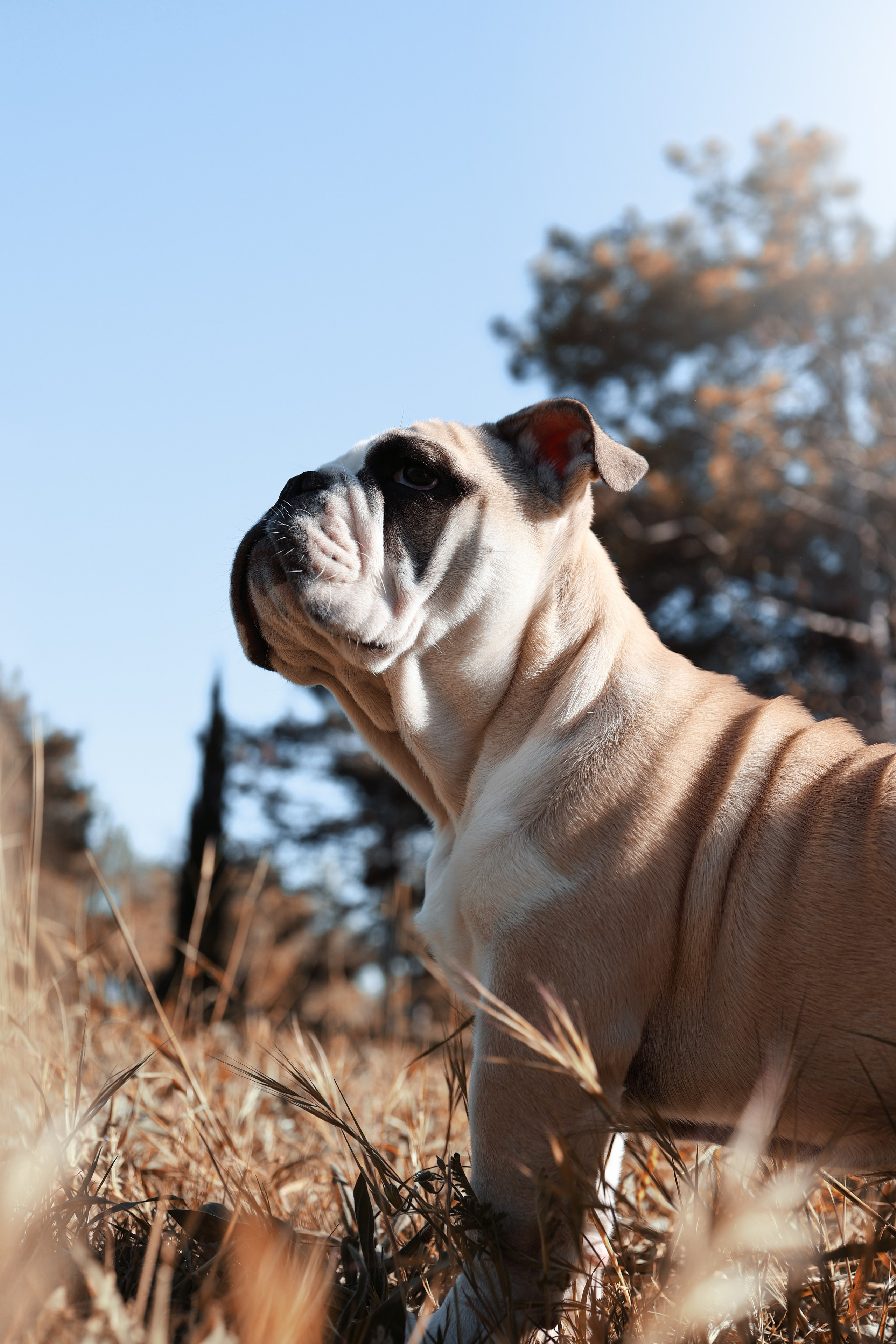 Новый член семьи. Withlovent | Фотограф в Севастополе