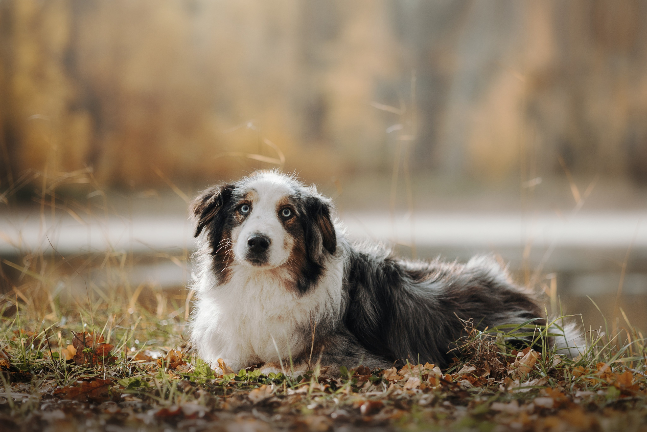 Бэстик и Ирина. Фотограф — Анималист | Санкт-Петербург