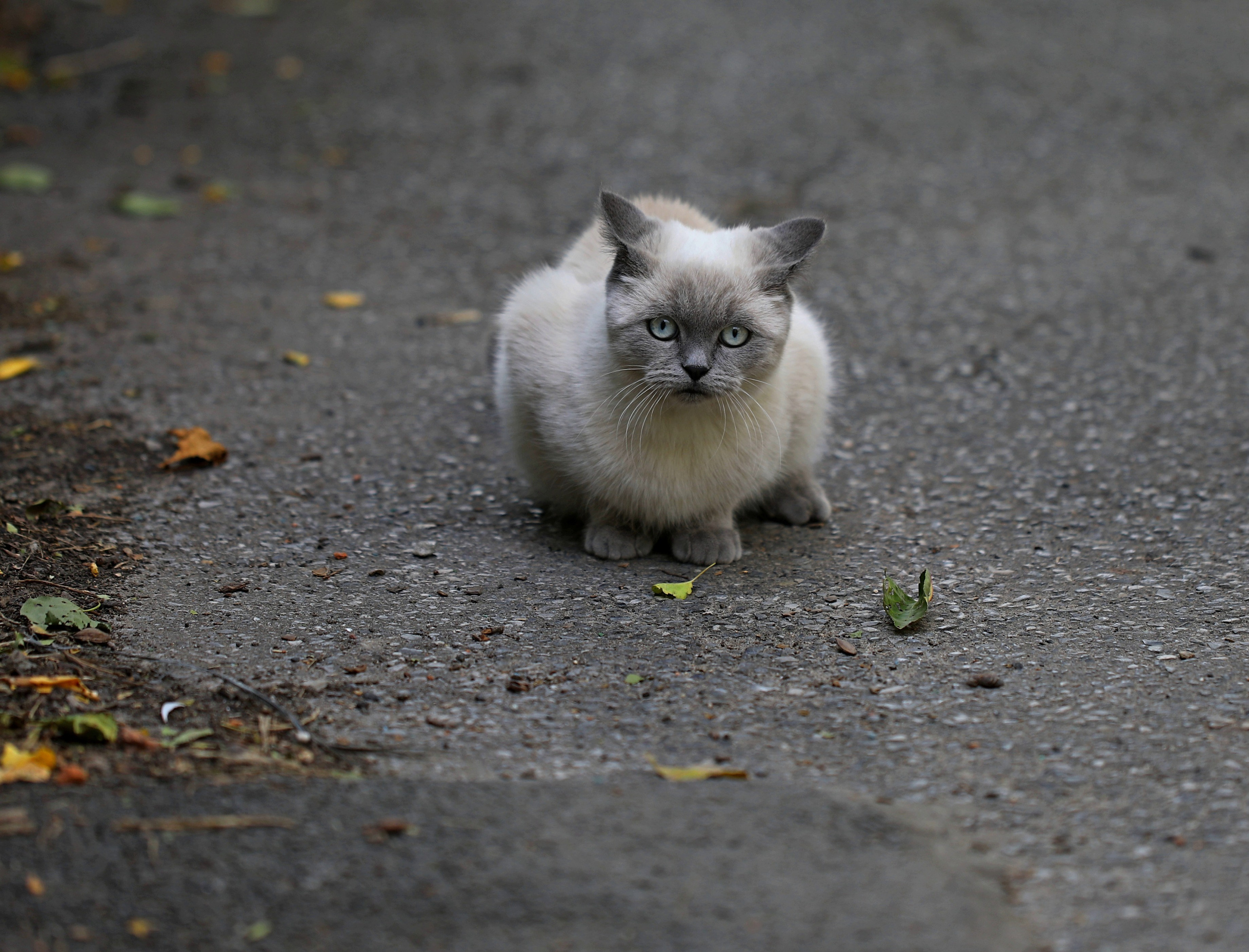 Домашние животные-Кошки. Фото-художник и Репортажный фотограф Николаев Александр Алексеевич