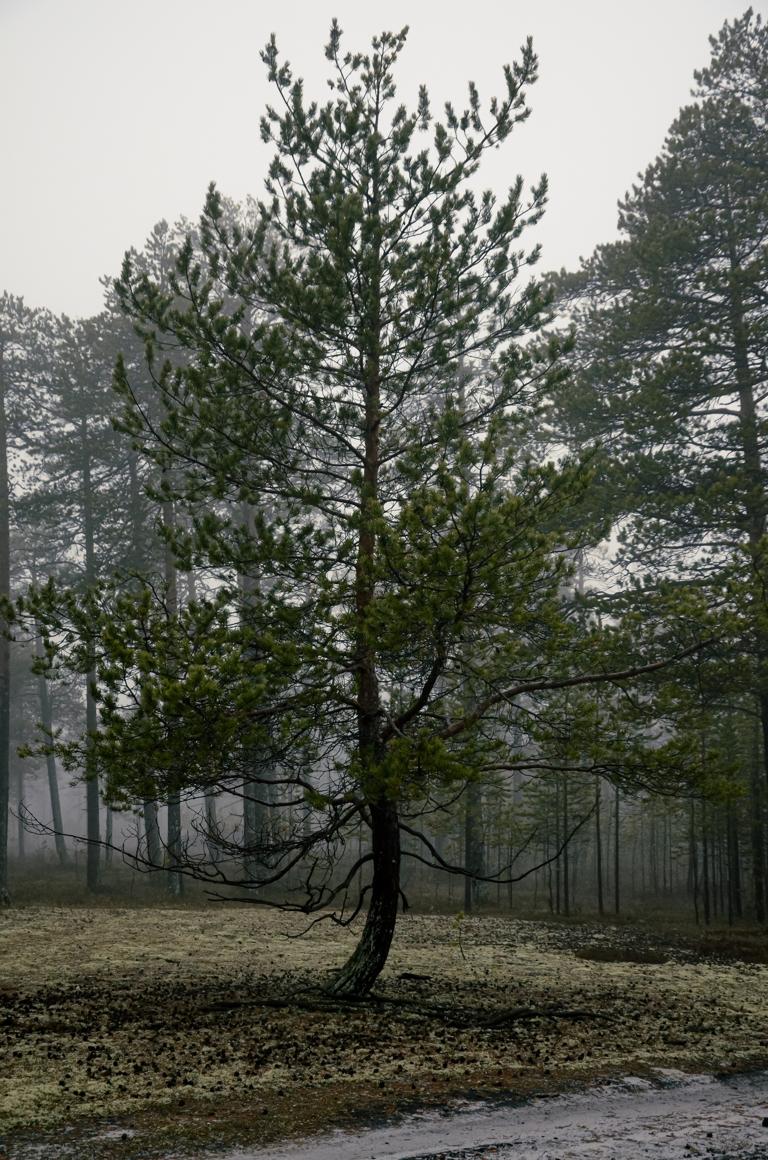 Тайга. Фотография — это миг, который фиксирует вечность