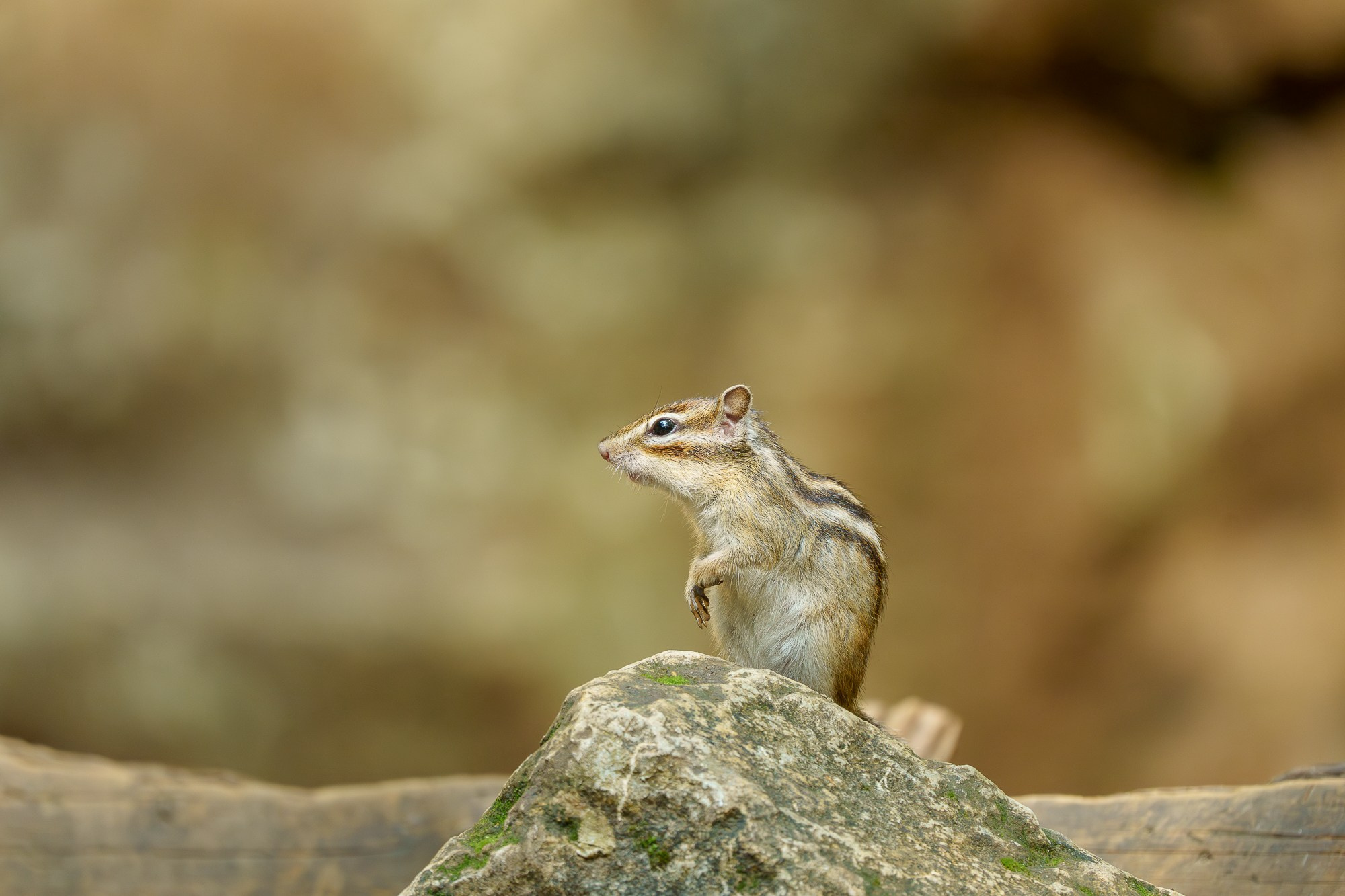 Животные. Ваш личный фотограф Марина Волкова