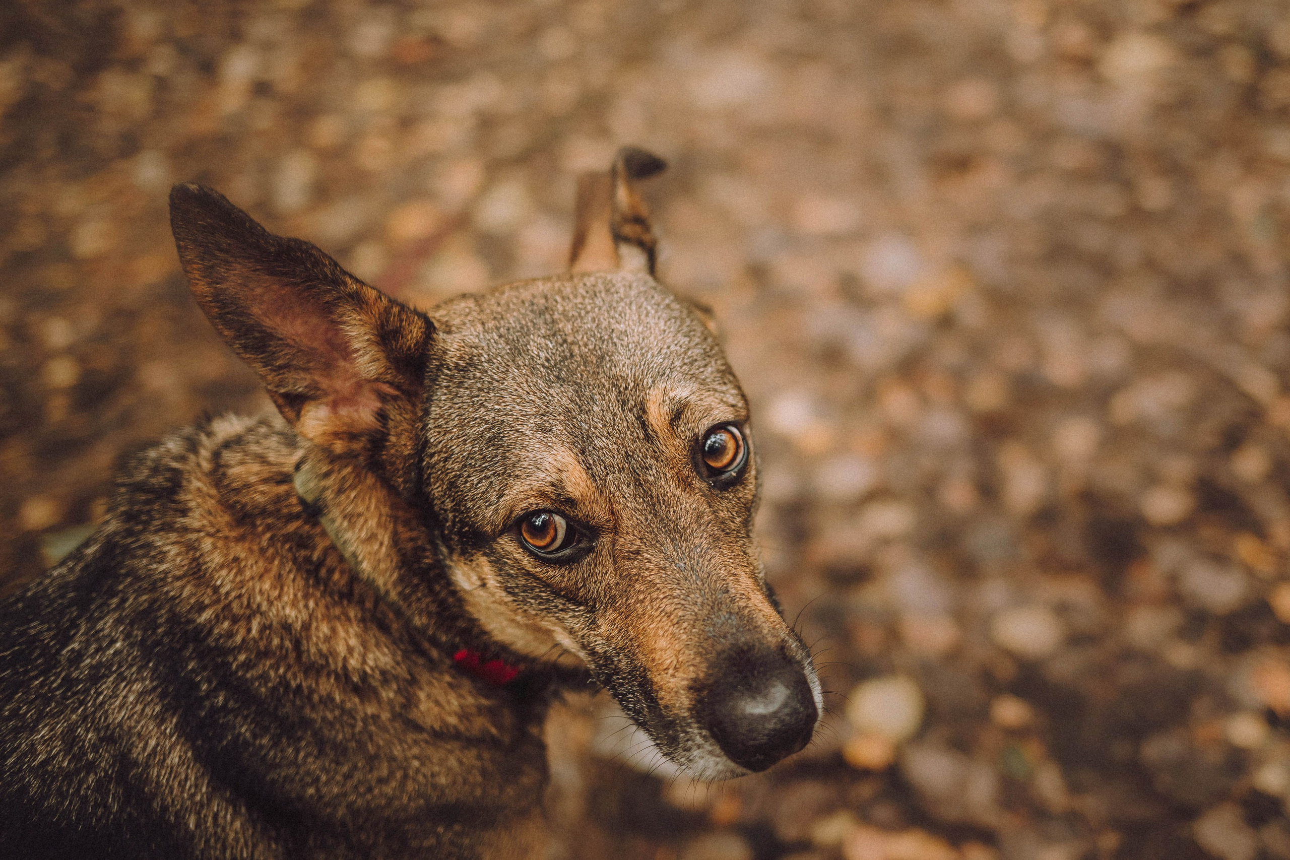 Аня, Нео и Луна