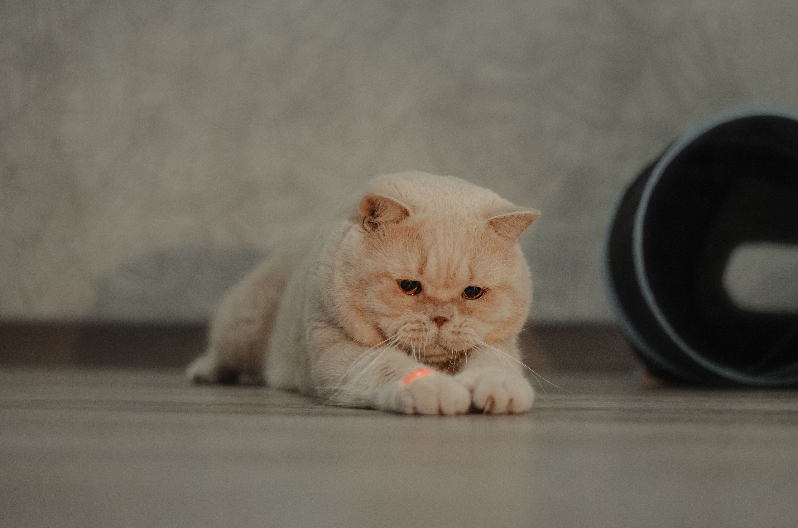 Иксик, Маффин и Надя. Фотограф Анималист Екатерина Справцева в Нижнем Новгороде
