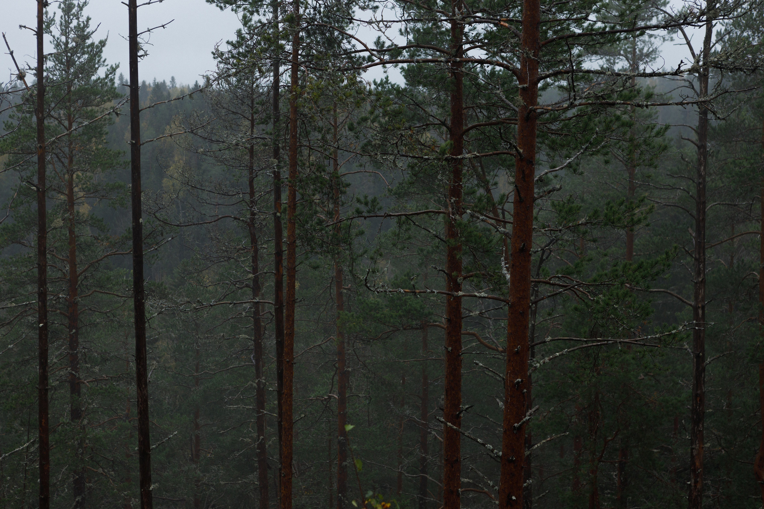Photos for the Ladoga Skerries National Park. Commercial photographer | Anton Ermakov