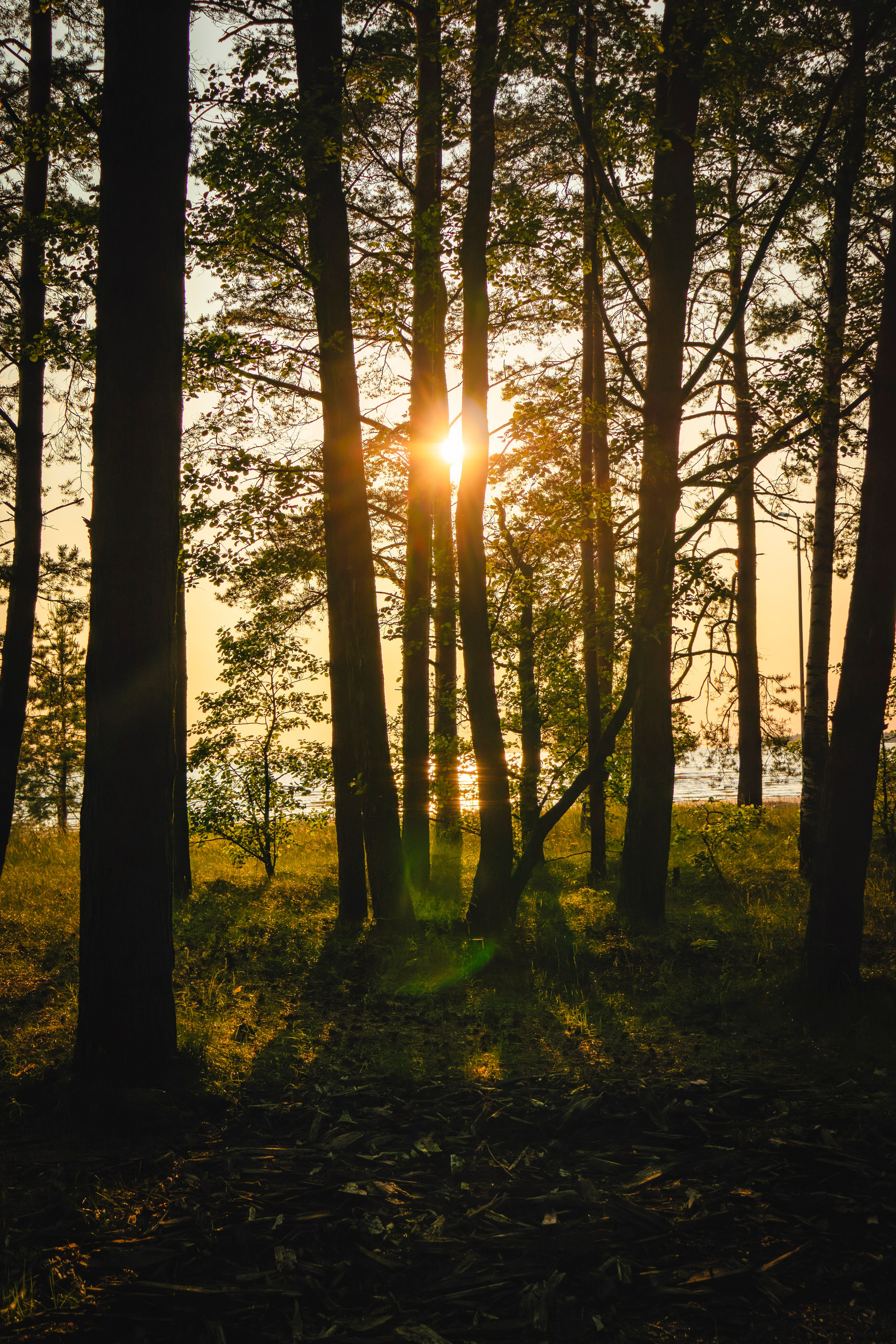 Из наблюдений. Плак или Квак