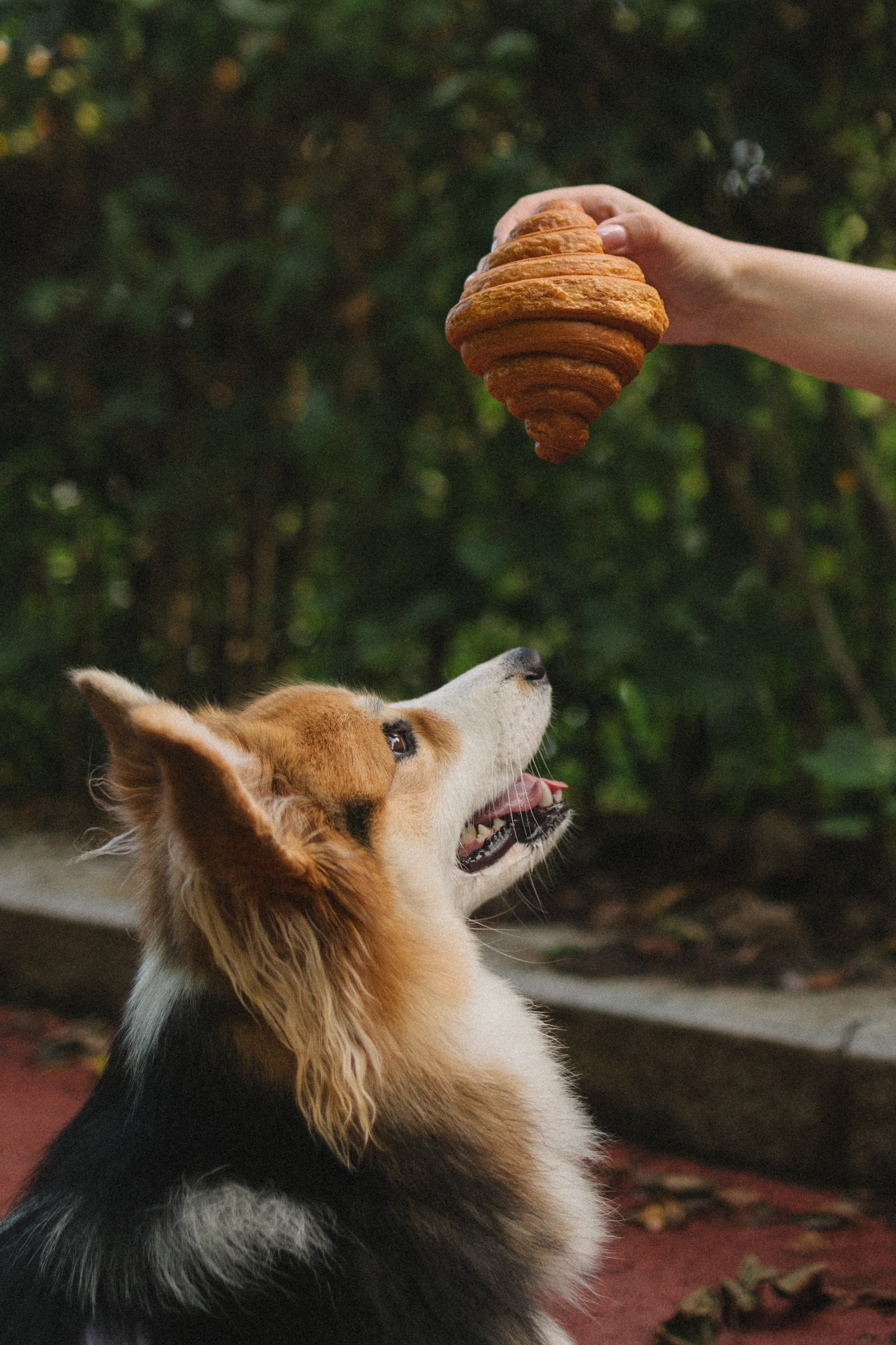 Мишель и Влада. Фотораф — анималист Мария Шистка