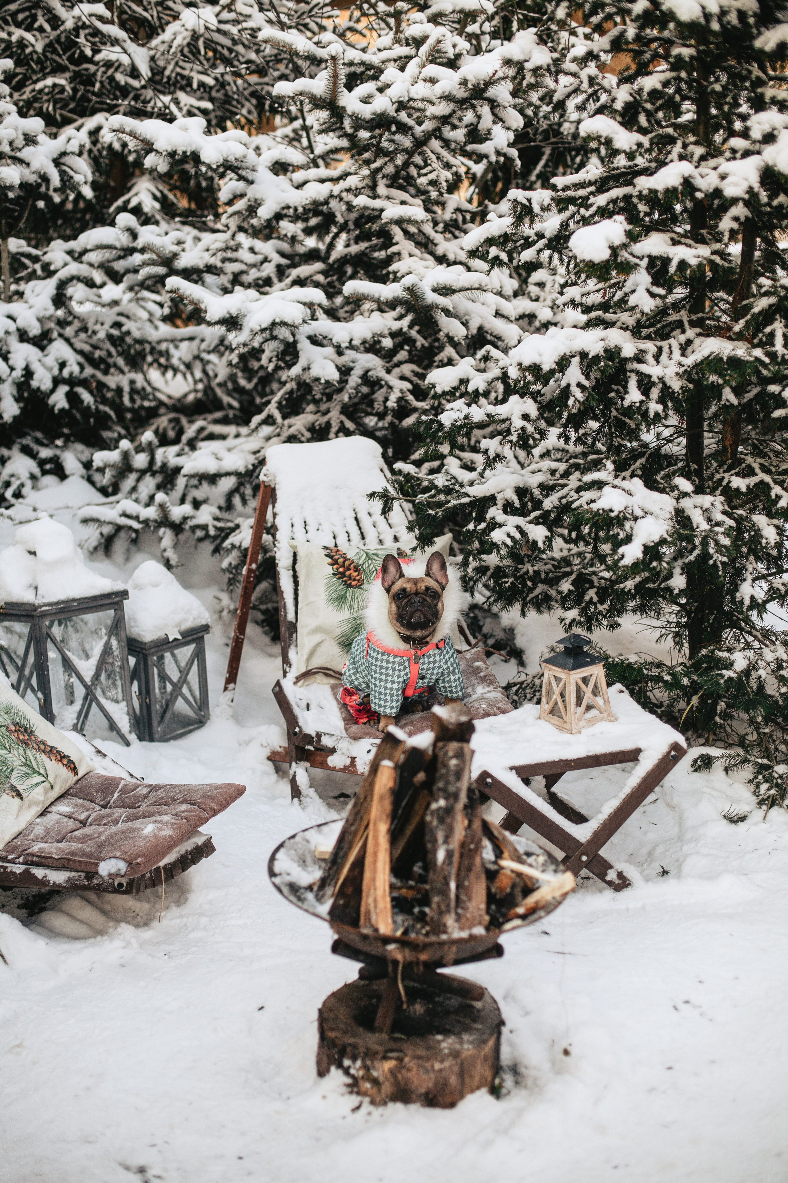 Зингер дача. Фотограф-анималист Татьяна Степанова