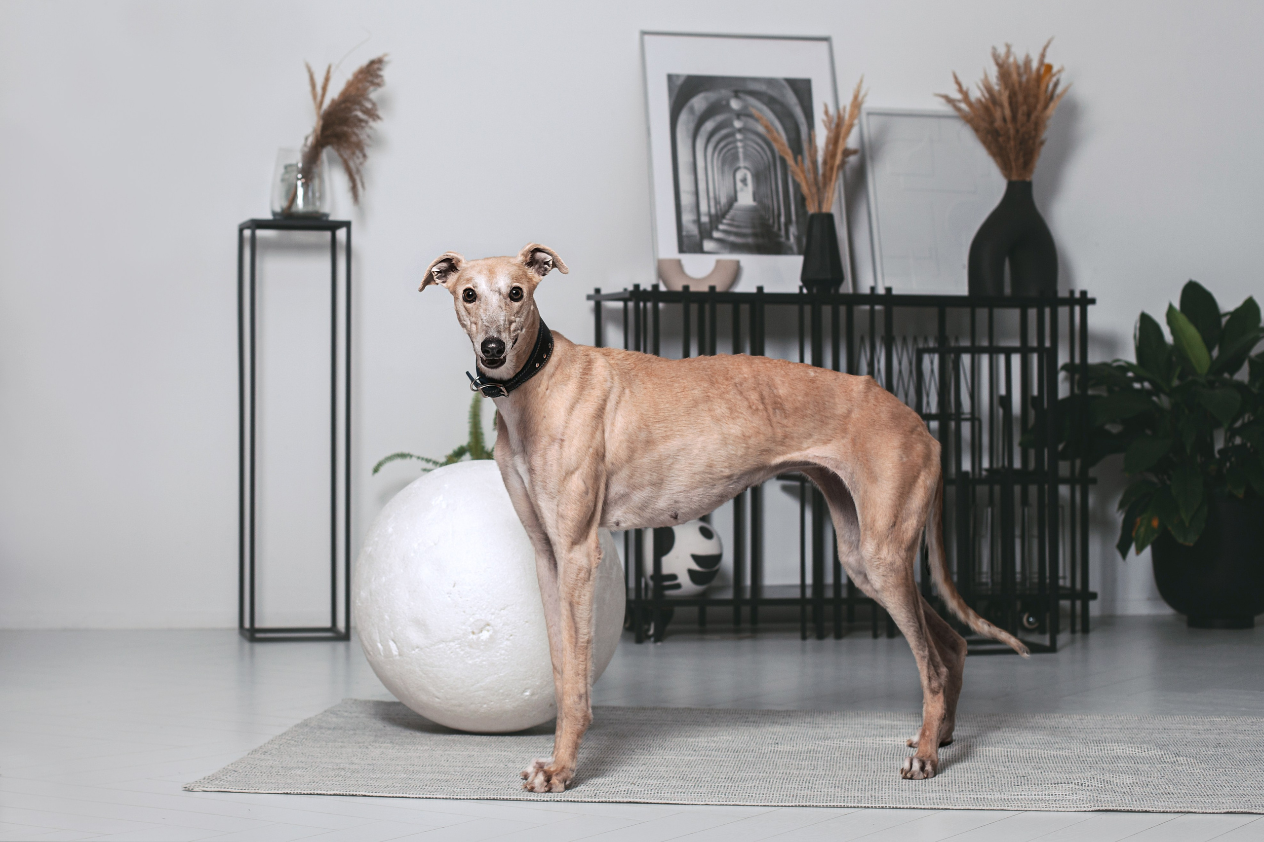 Студийная съемка 2 собак 2024. Фотограф-анималист Татьяна Степанова