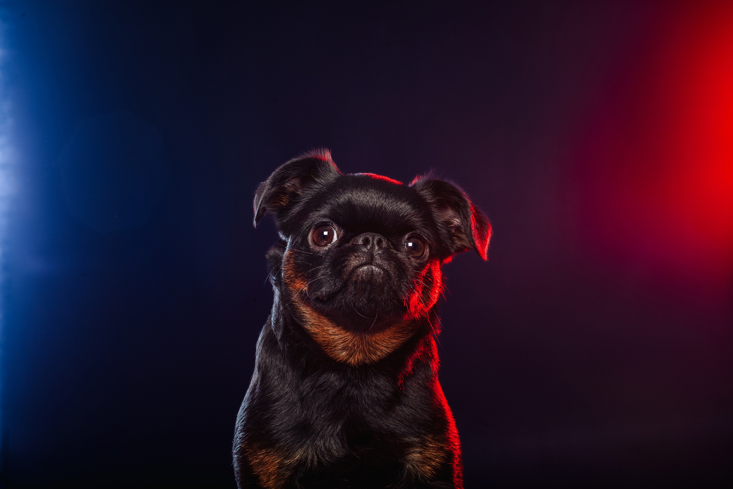 Фотограф-анималист Татьяна Степанова