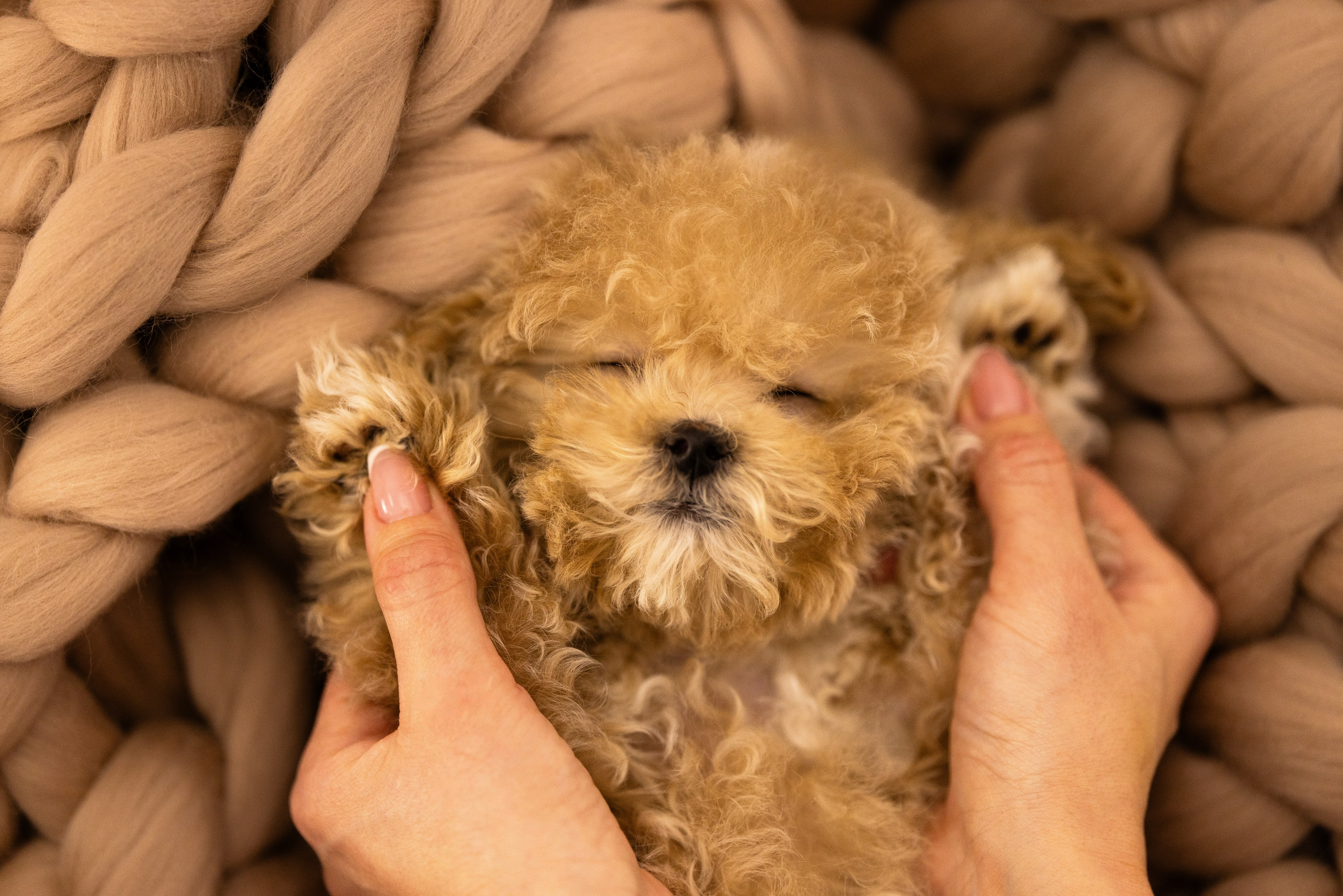Мальтипу. Фотограф и видеограф анималист Аганина Дарья
