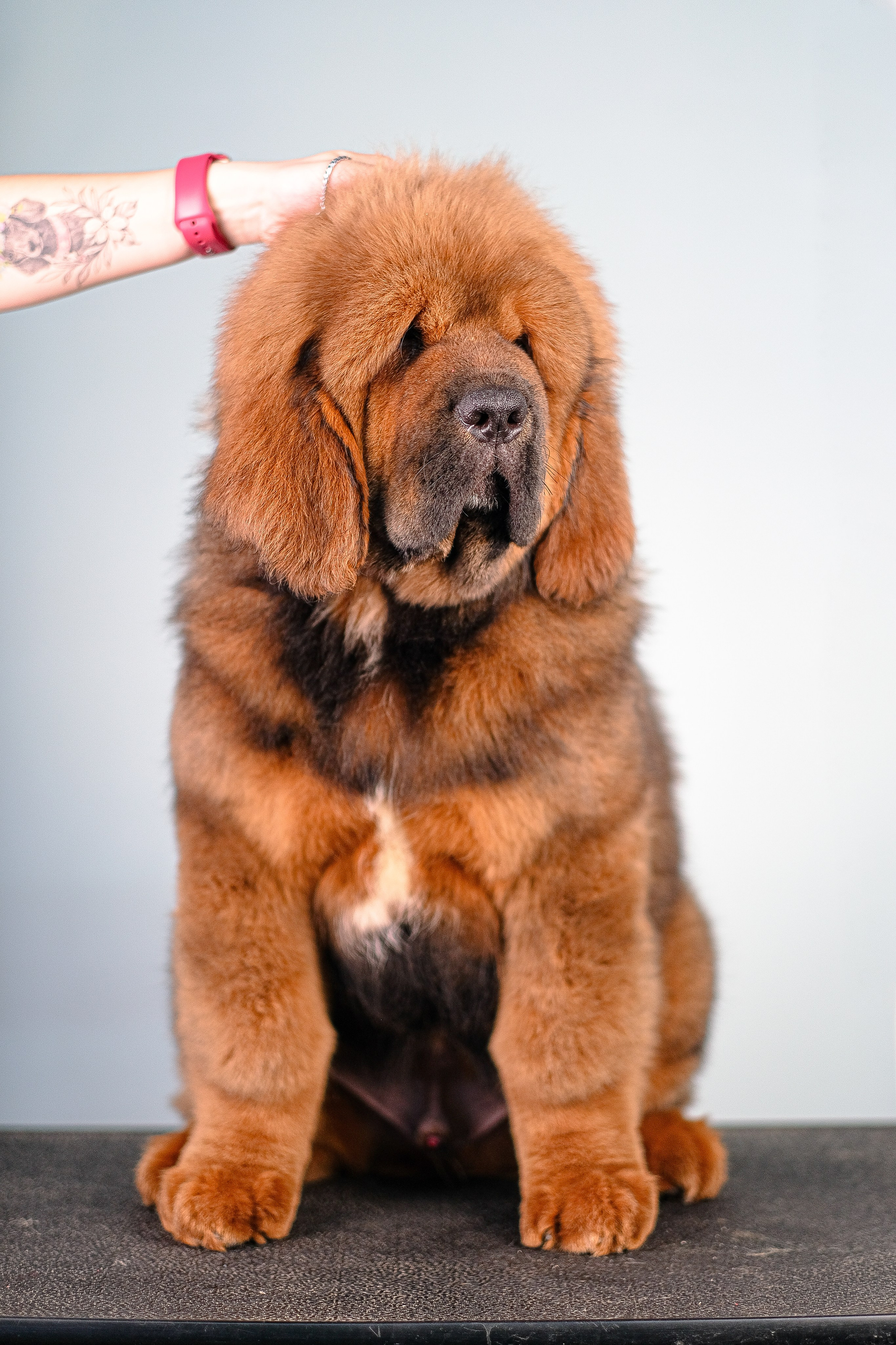 Тибетский мастиф. Фотограф и видеограф анималист Аганина Дарья