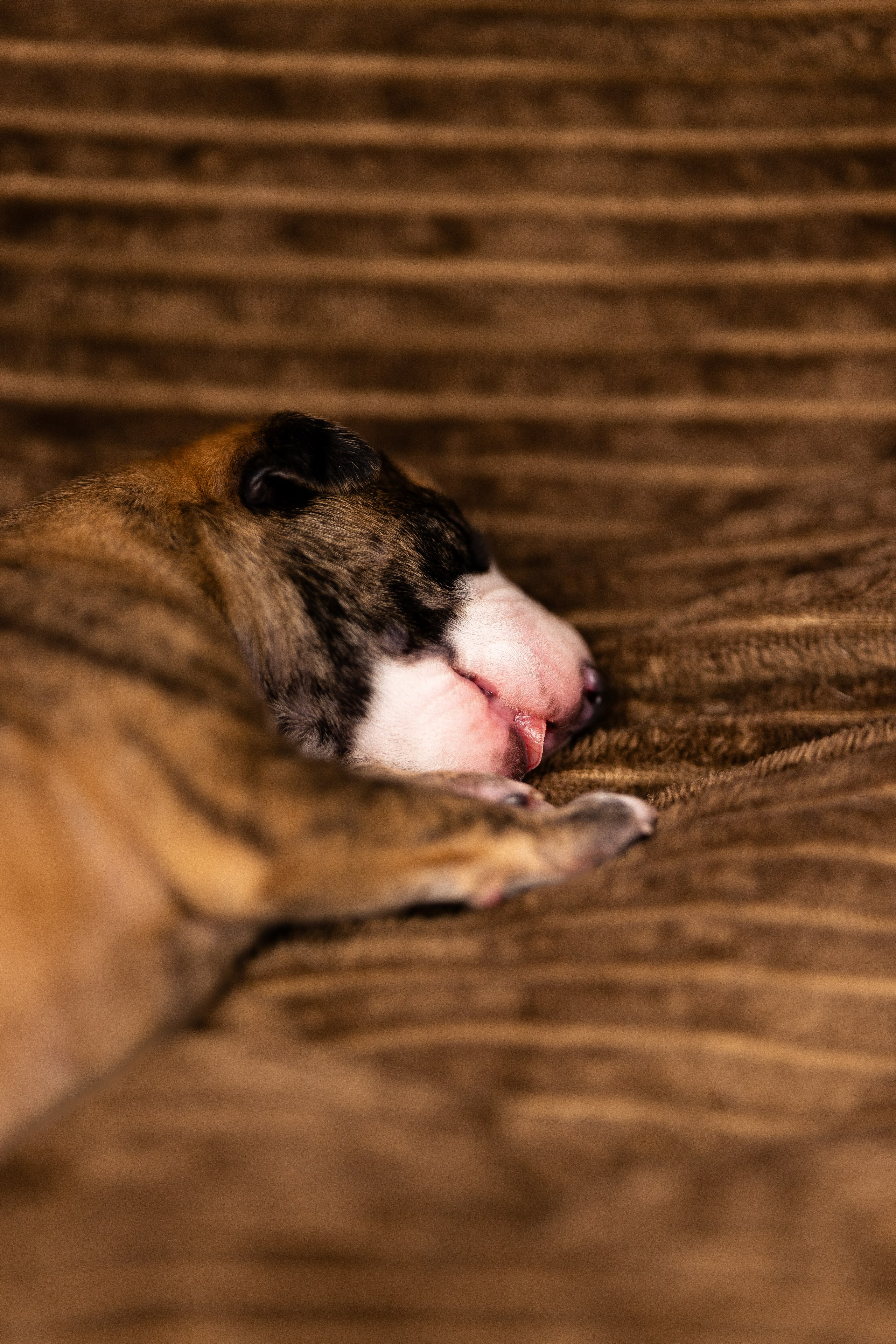 Уиппет. Фотограф и видеограф анималист Аганина Дарья