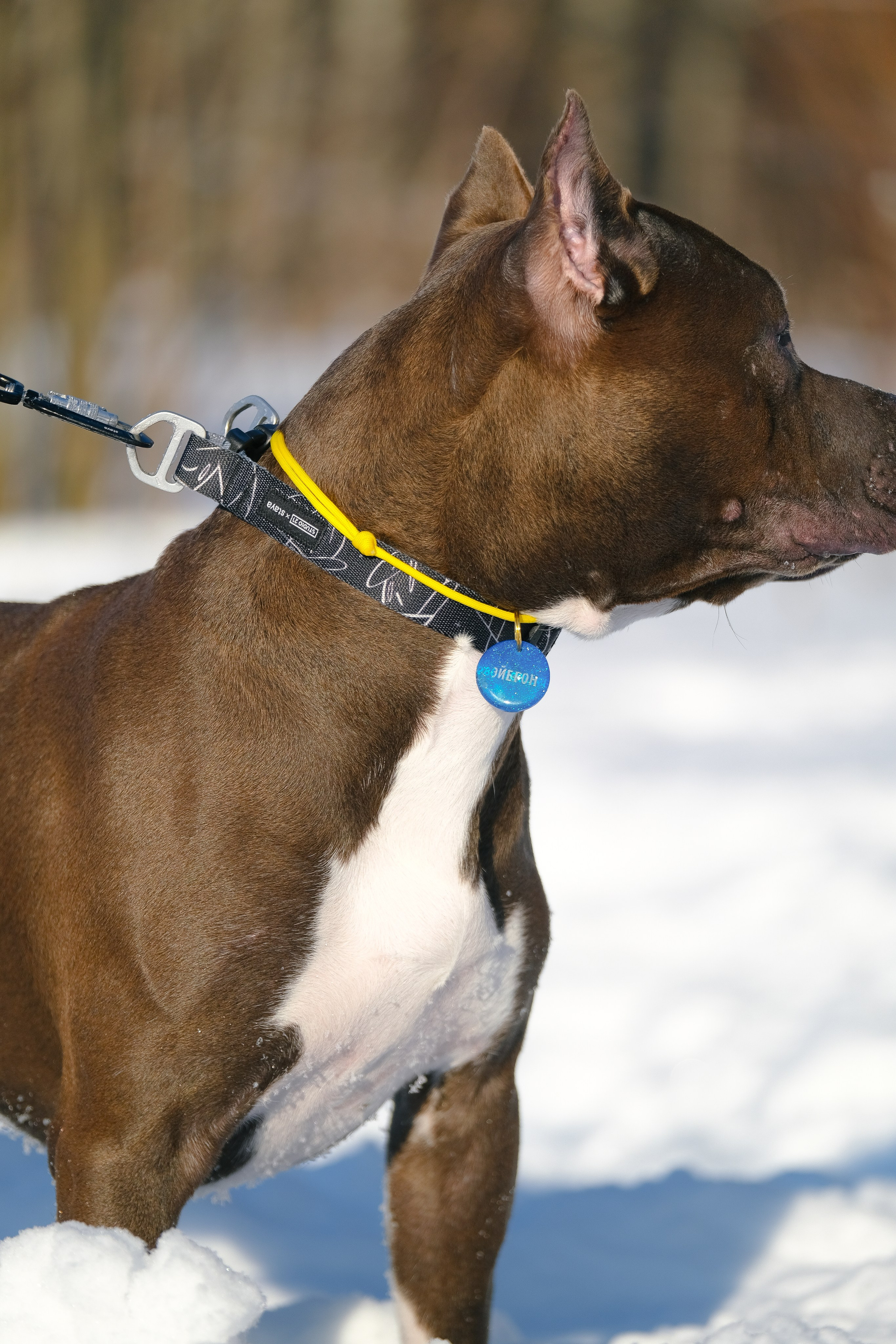 Баста и Эйгон. Фотограф и видеограф анималист Аганина Дарья