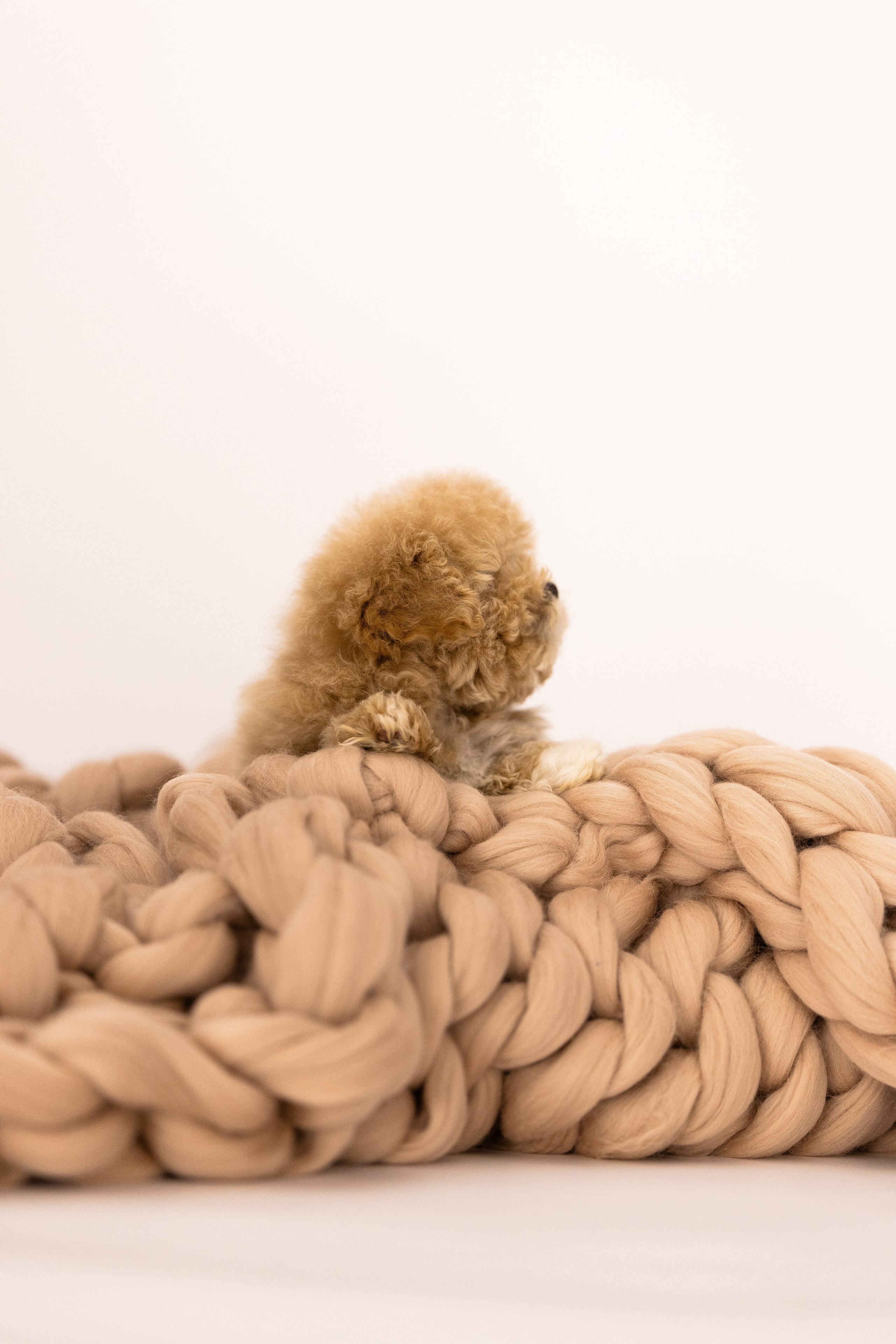 Мальтипу. Фотограф и видеограф анималист Аганина Дарья