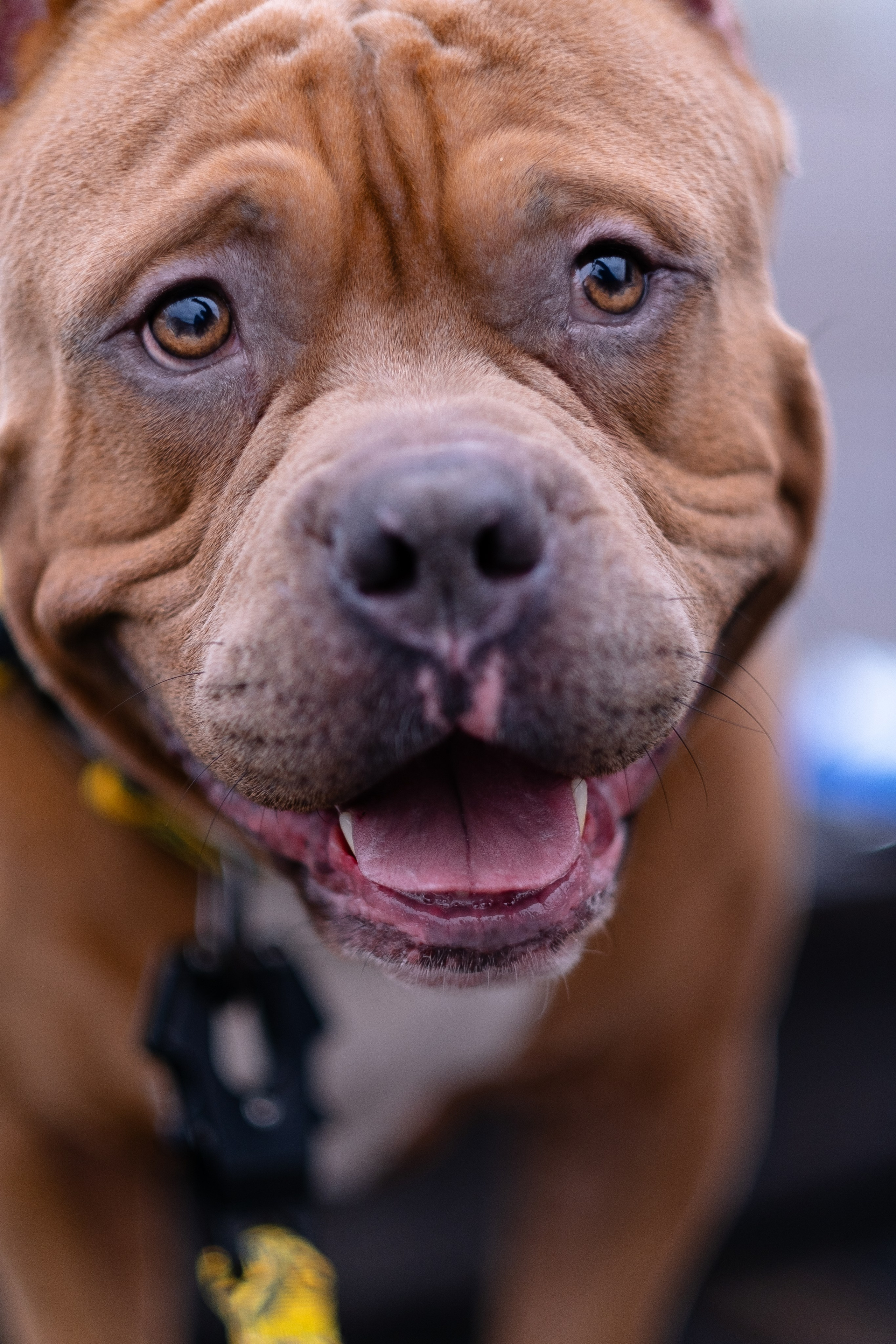 Спай и его семья. Фотограф и видеограф анималист Аганина Дарья