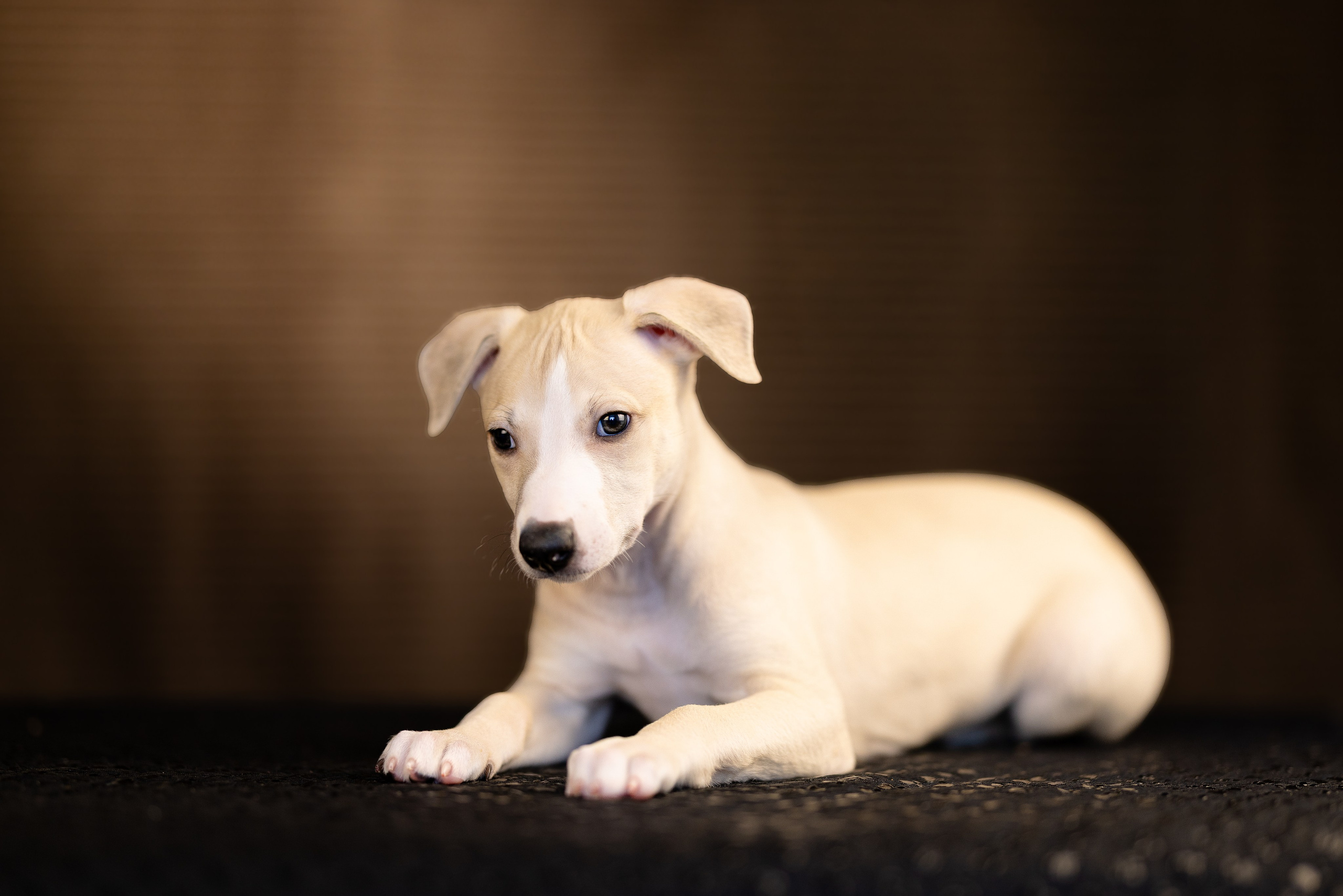 Уиппет. Фотограф и видеограф анималист Аганина Дарья