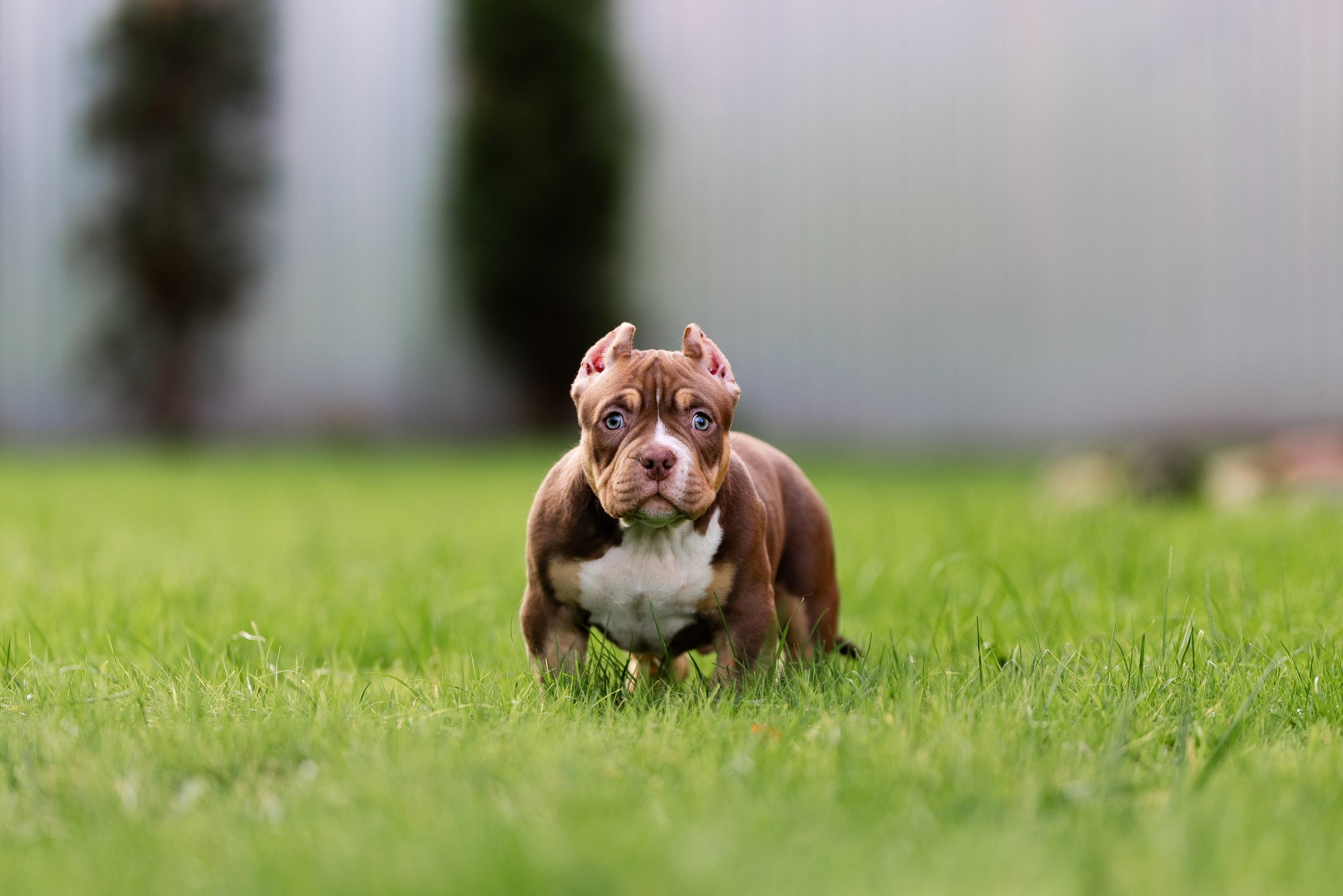 Булли. Фотограф и видеограф анималист Аганина Дарья