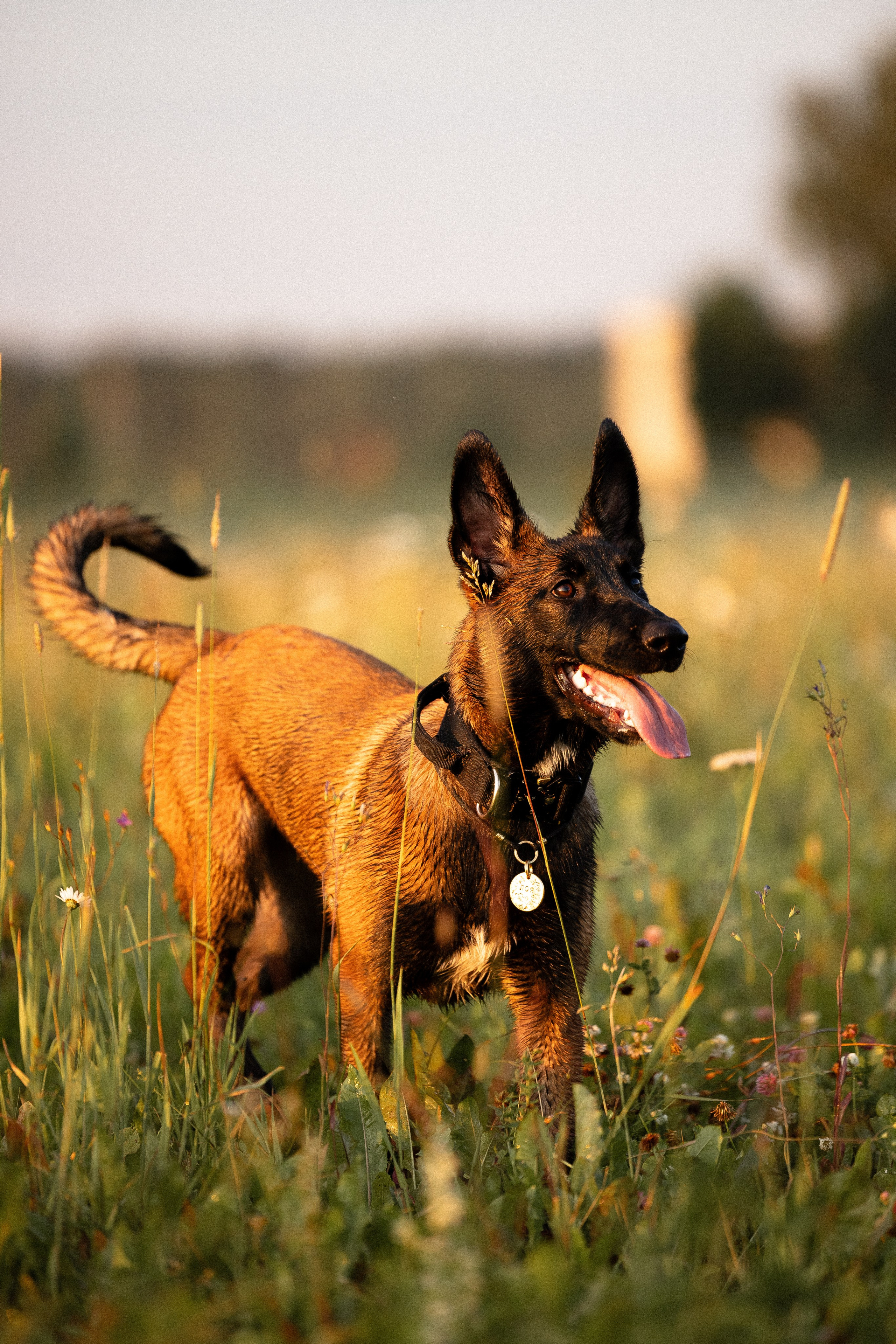 Галина и Лоя. Фотограф и видеограф анималист Аганина Дарья