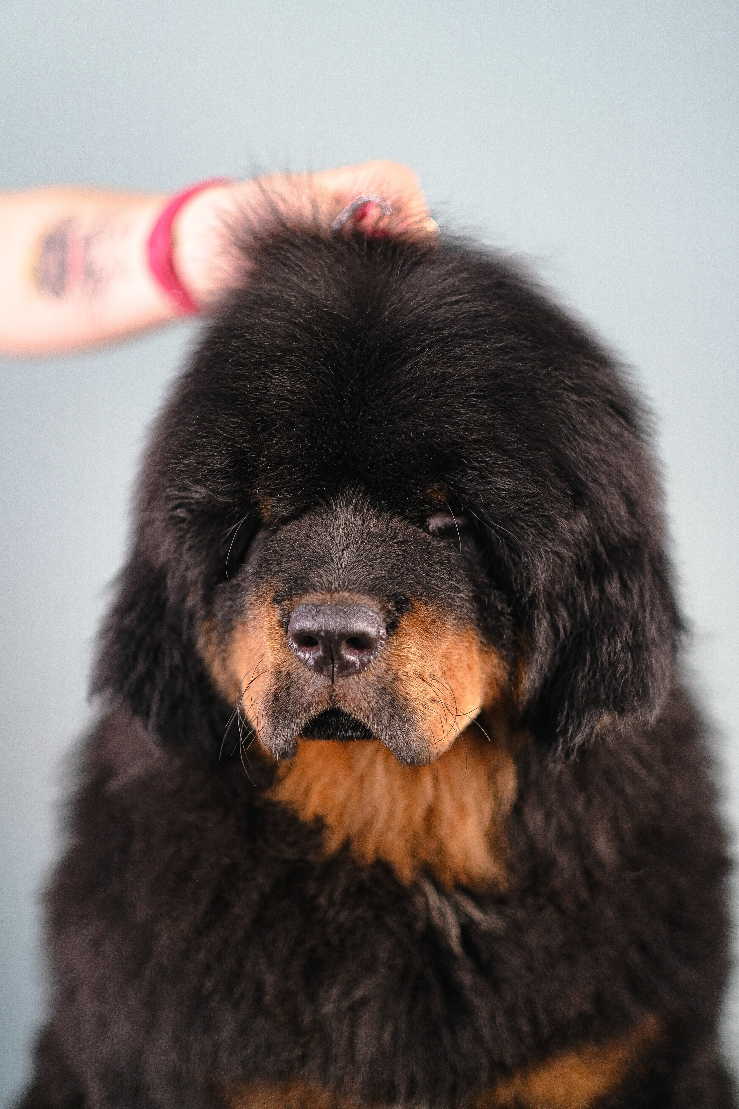 Тибетский мастиф. Фотограф и видеограф анималист Аганина Дарья