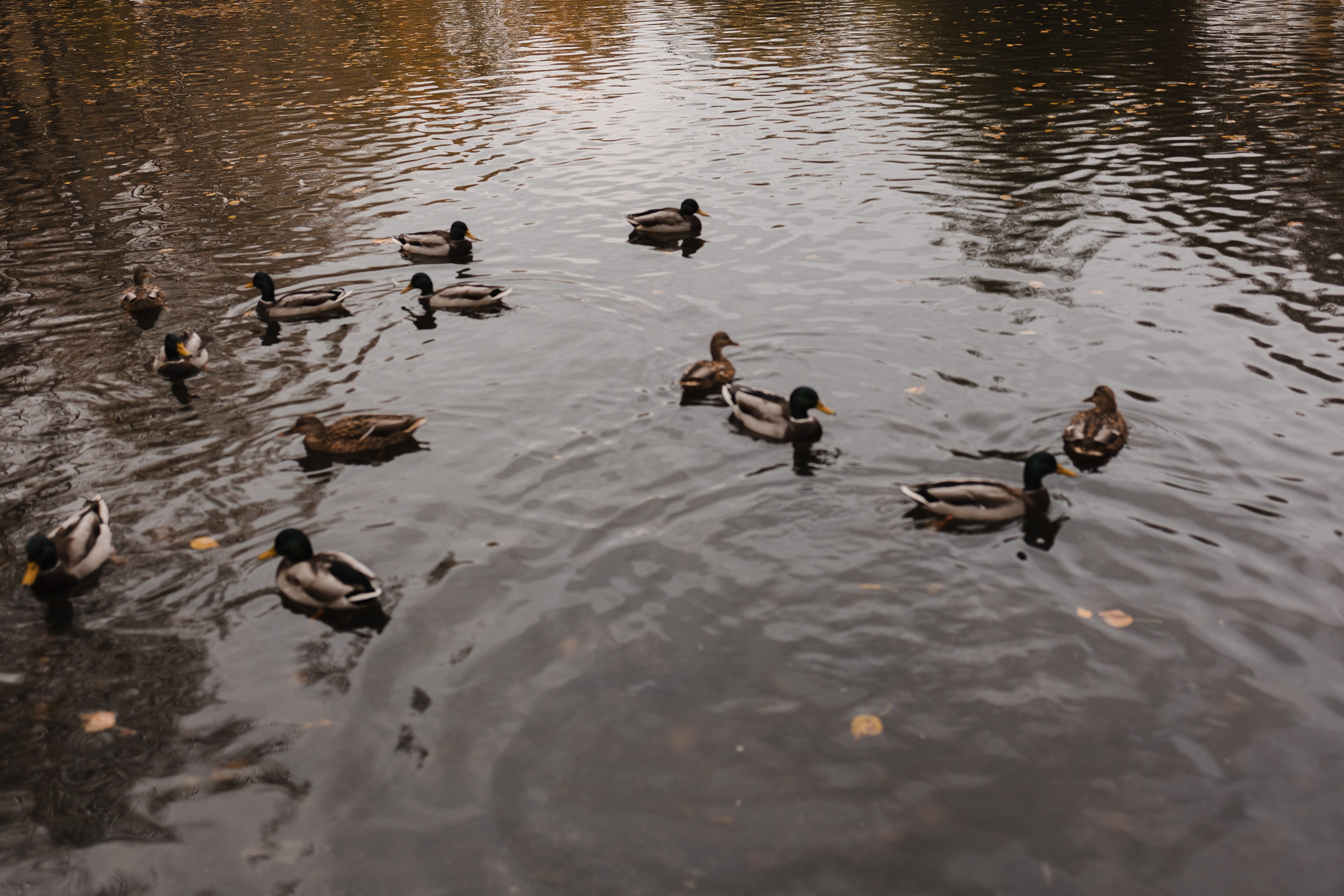 Альбина и Валерий. Семейный свадебный фотограф Семен Егоров