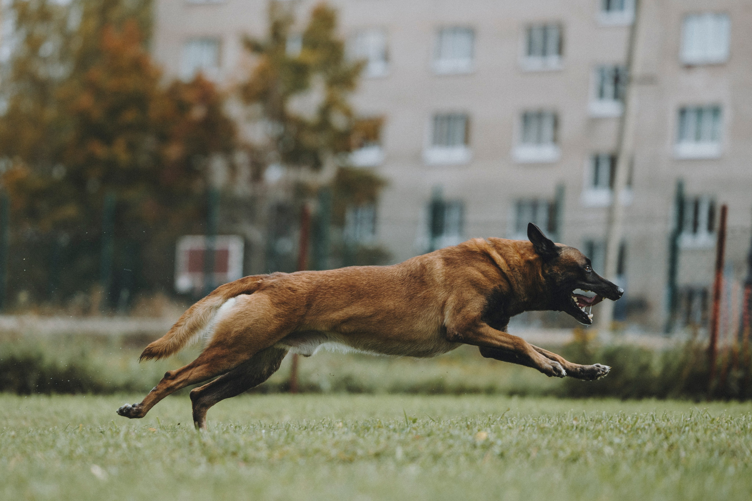 Испытания по мондьорингу г. Пушкин 29.09.2024. Фотограф-анималист Анна Маринич