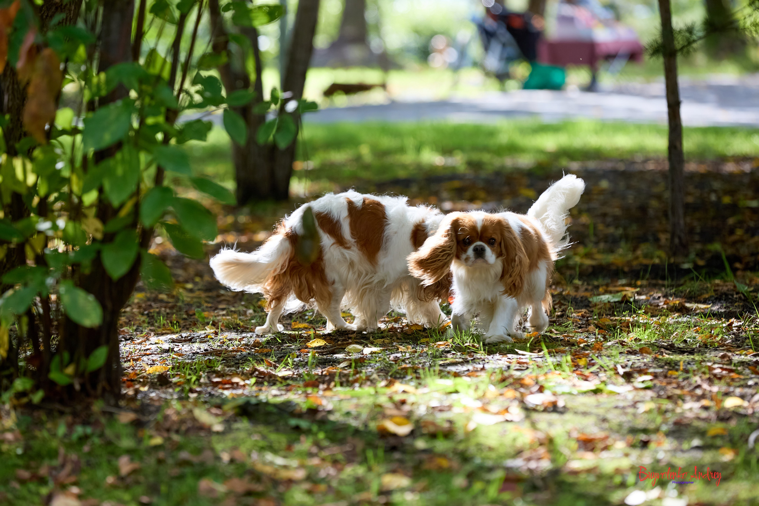 Фотопрогулка с кавалерами. Buyvolenko Andrey