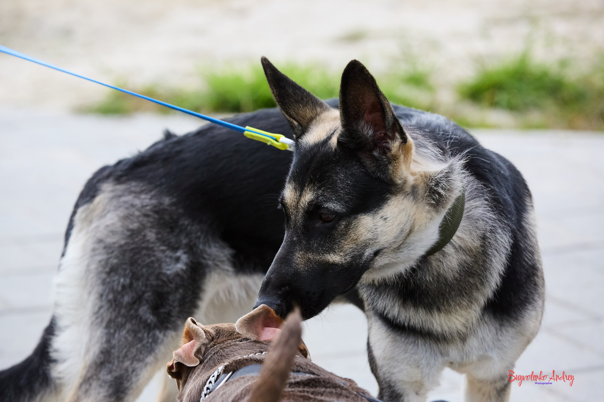 Проект фотопрогулка с хвостиком. Buyvolenko Andrey