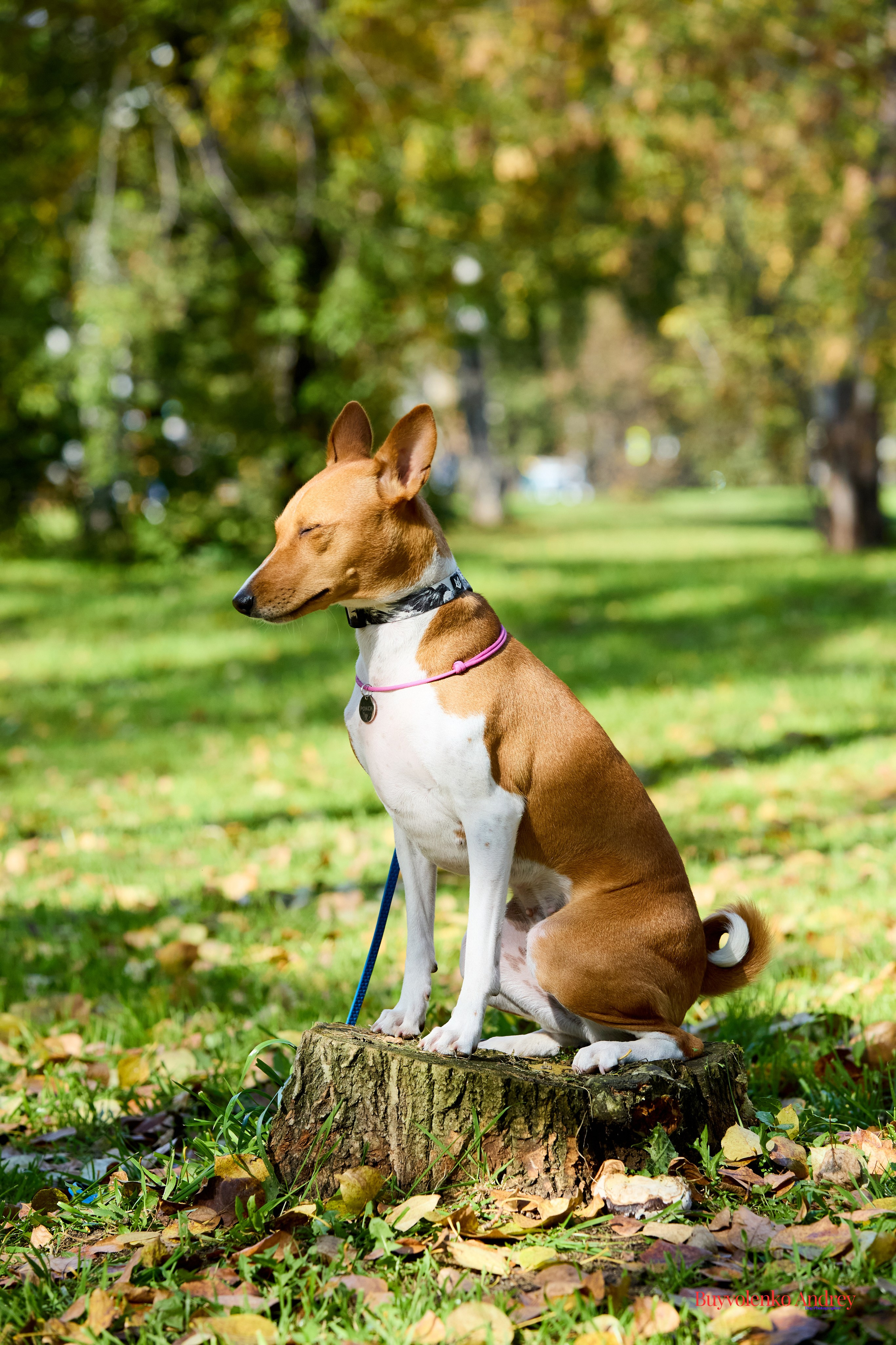 Басенджи и Аусси 21.09.2025. Buyvolenko Andrey