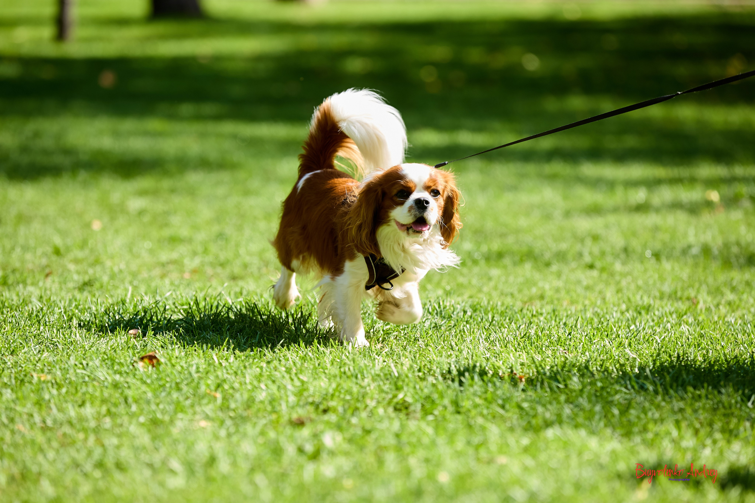 Фотопрогулка с кавалерами. Buyvolenko Andrey