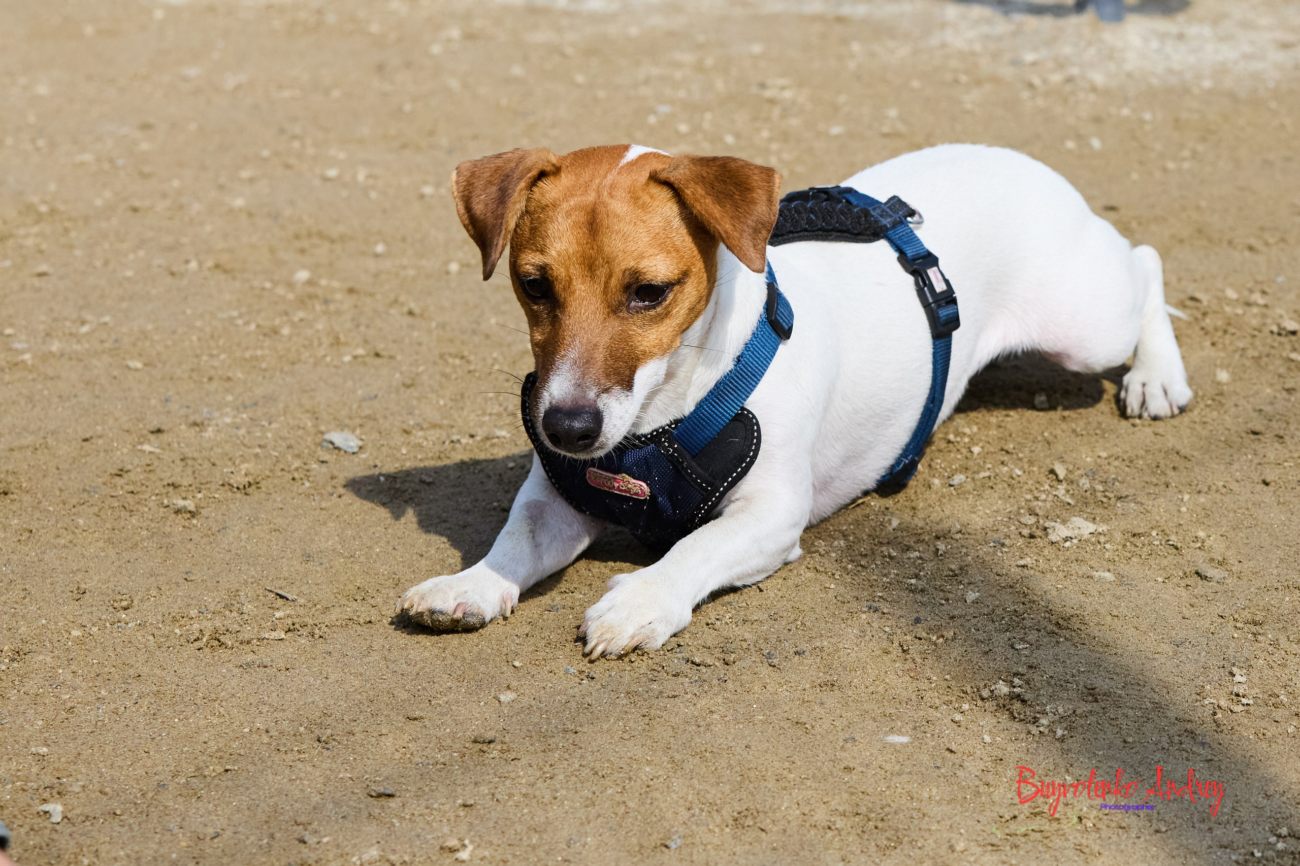 Проект фотопрогулка с хвостиком. Buyvolenko Andrey