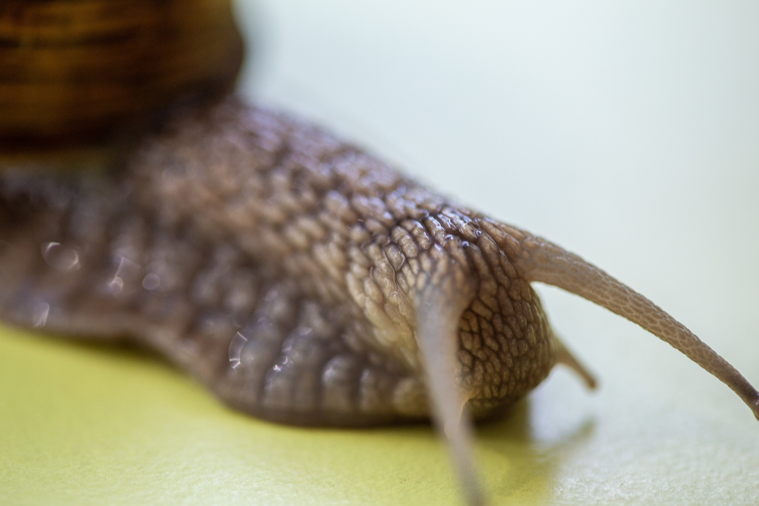 Фото Животных. Студия Максима Белослюдцева