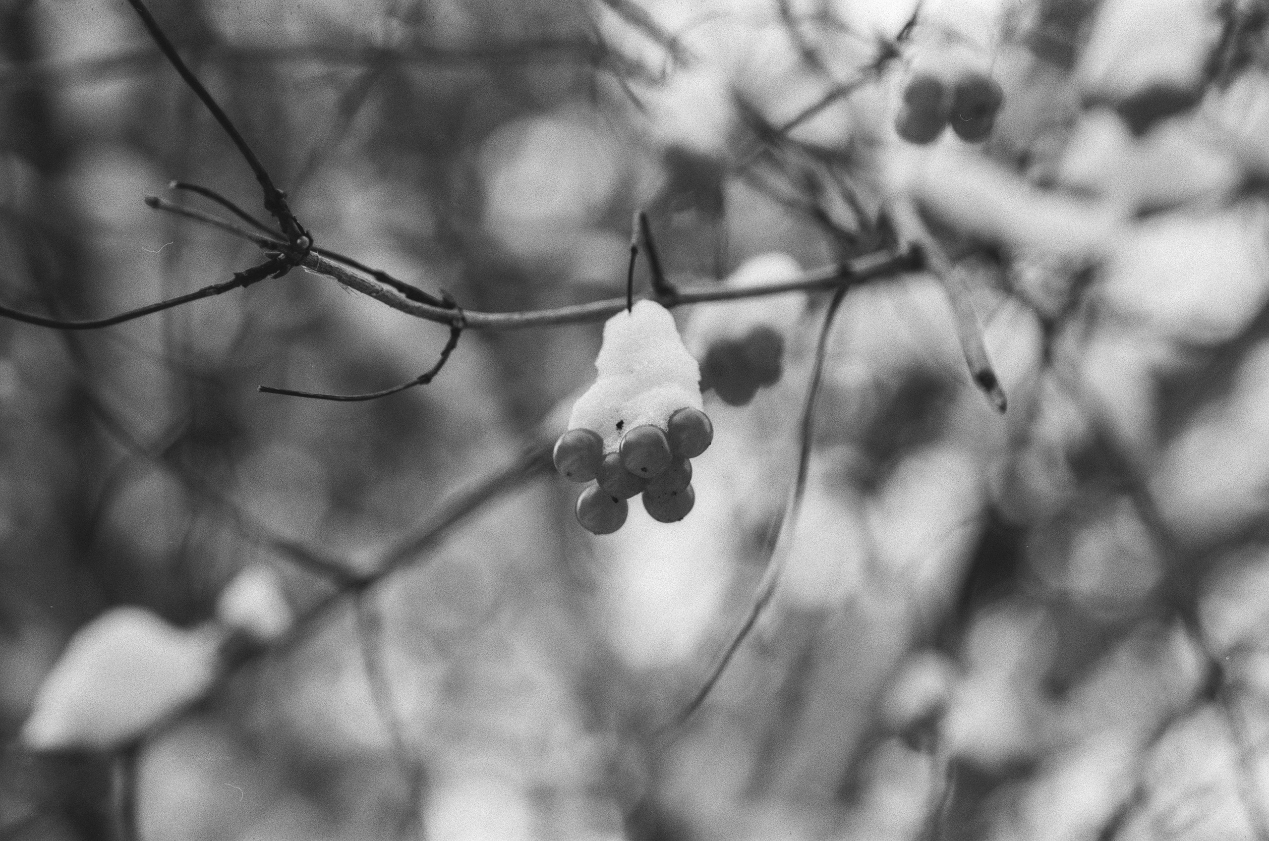 Contax N1 / Carl Zeiss Makro Sonnar 100 mm f/2.8 / Давыдовское