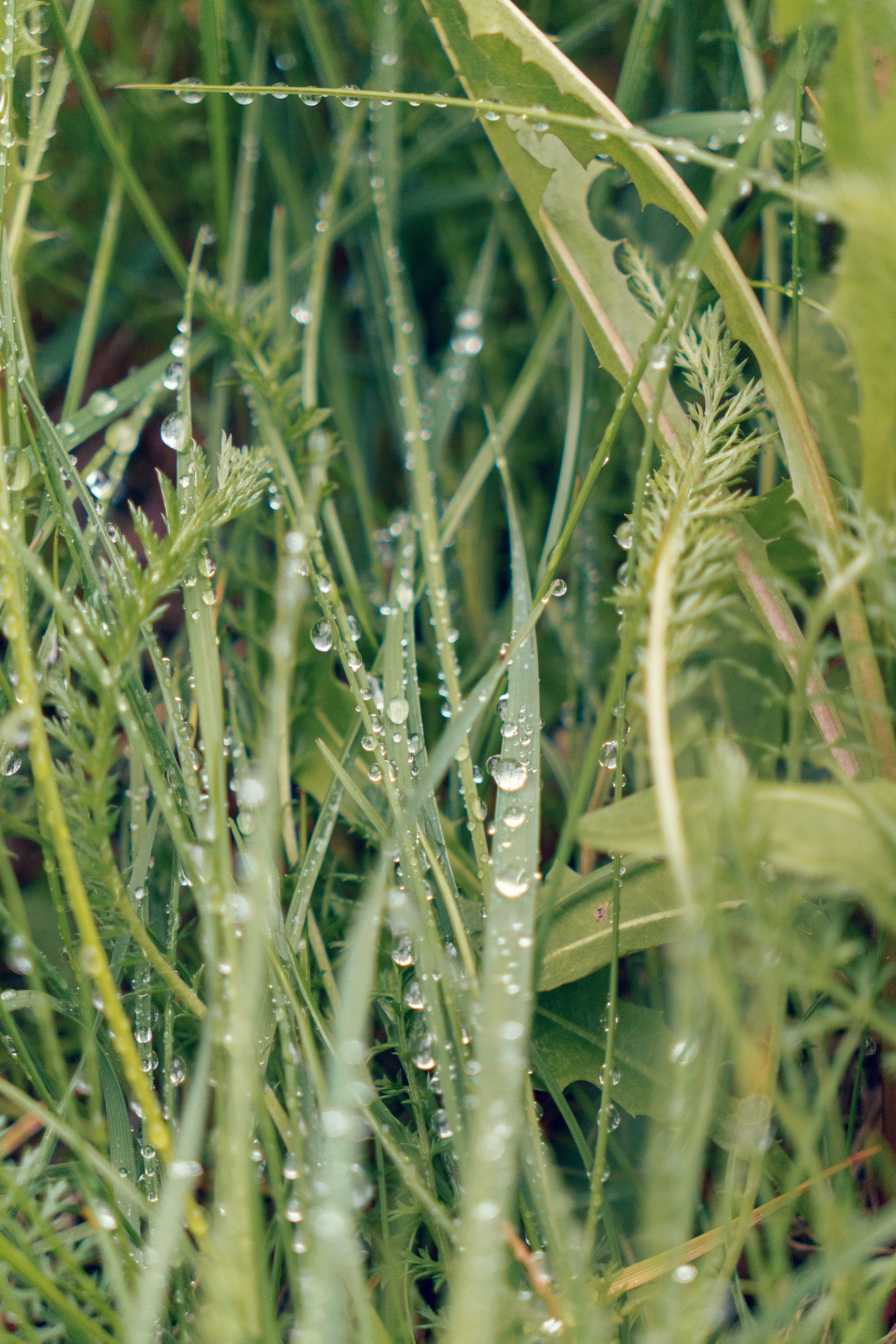 Природа. Фотограф в Санкт-Петербурге Ибрагимова Алина