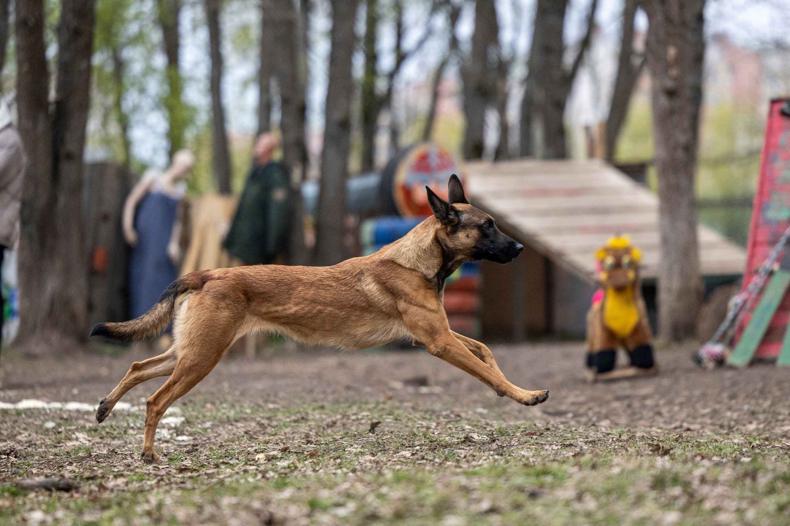 Квалификационные состязания по мондьорингу г. Вологда 11.05.24. Фотограф-анималист Анна Маринич