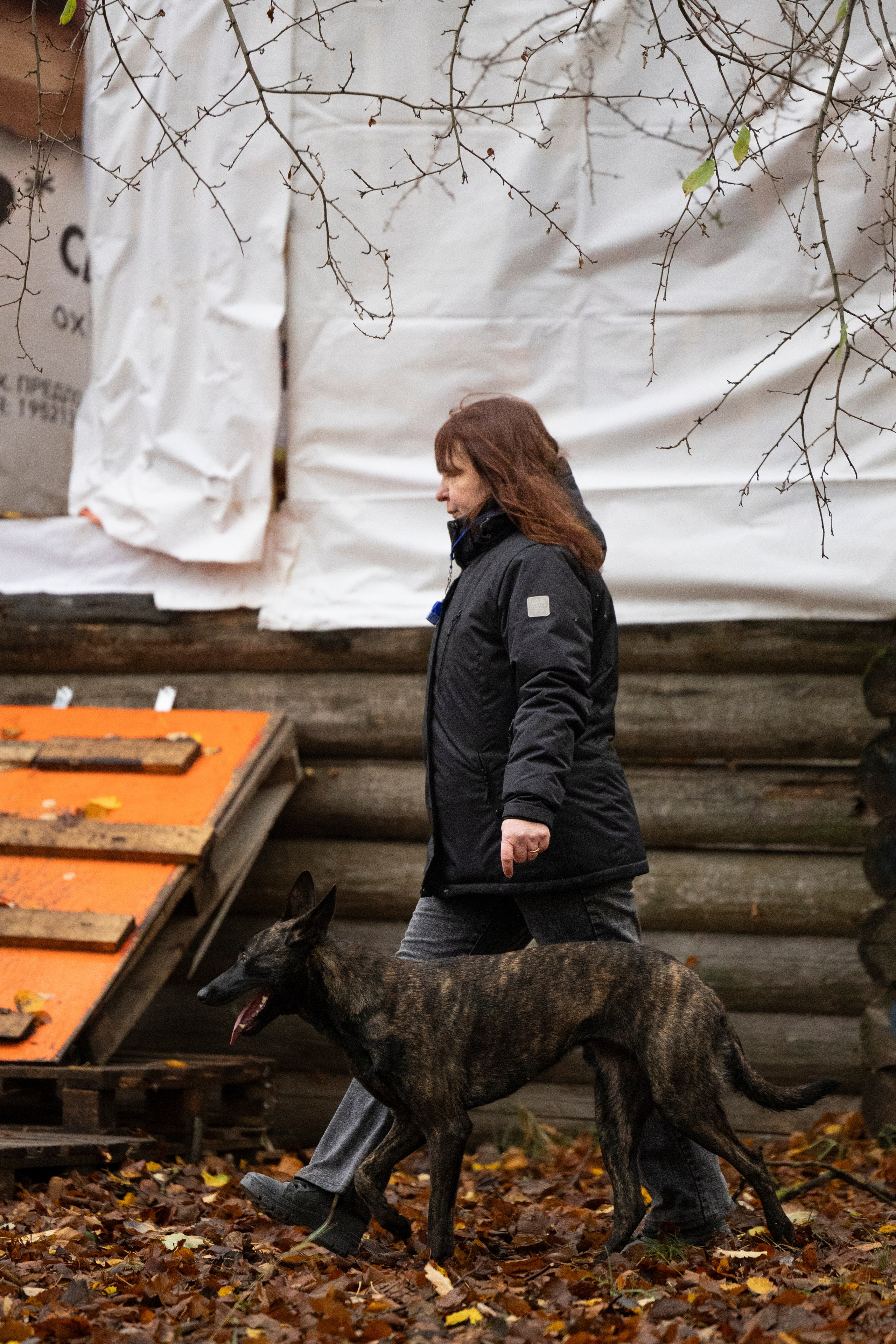 Соревнования по Мондьорингу г. Вологда. Фотограф-анималист Анна Маринич