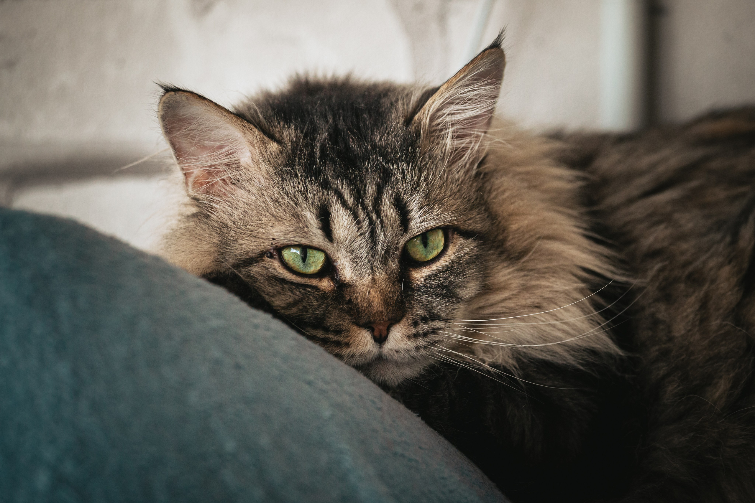 Домашняя фотосессия кота. Фотограф-анималист Татьяна Степанова