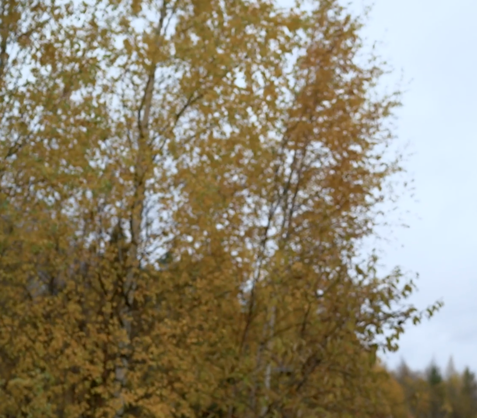 Свадебная видеосъемка. Фото и видеосъемка Москва