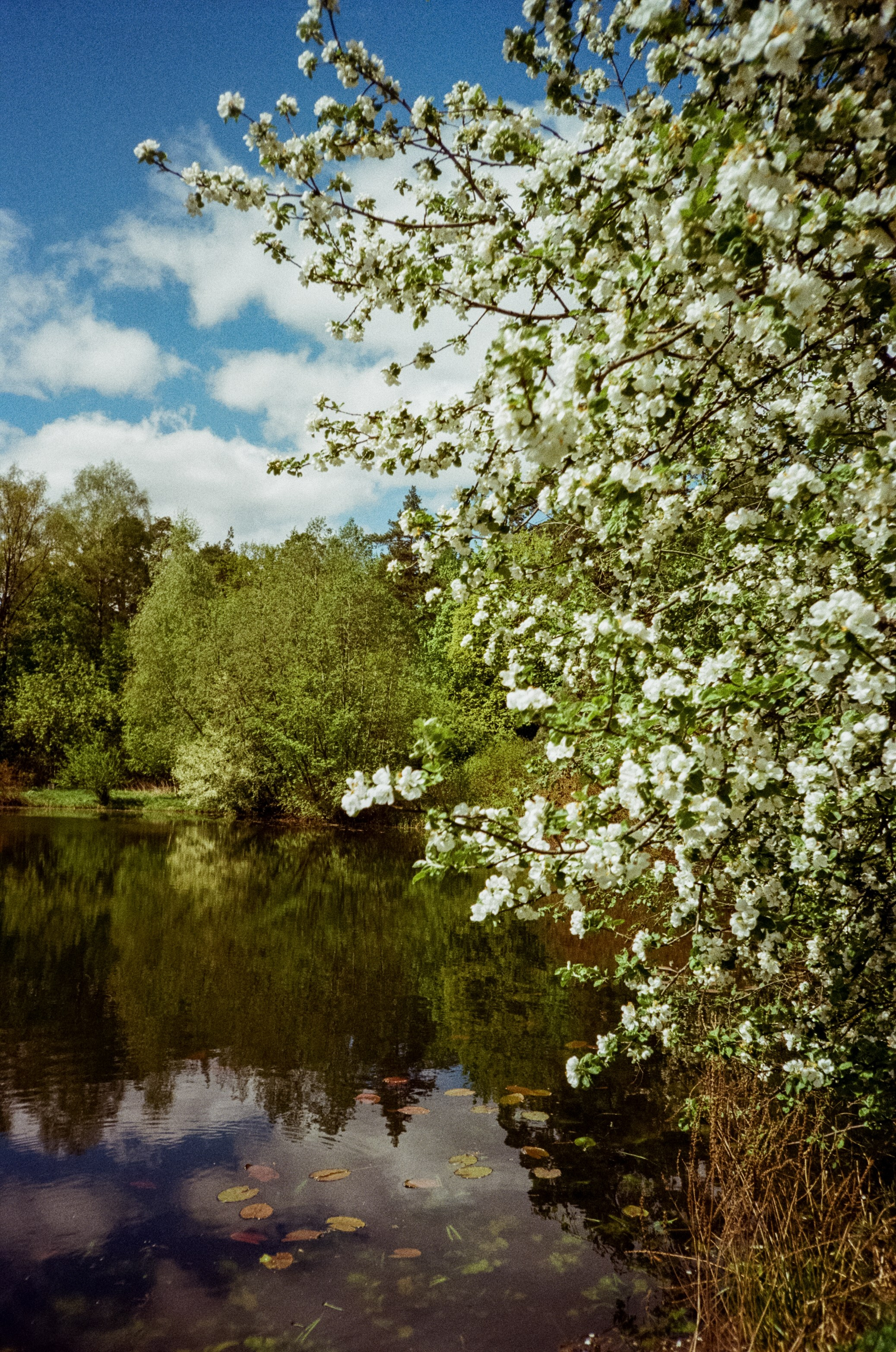 Ricoh R1 | Kodak ProImage 100 | 6 мая 2025 года СерБор