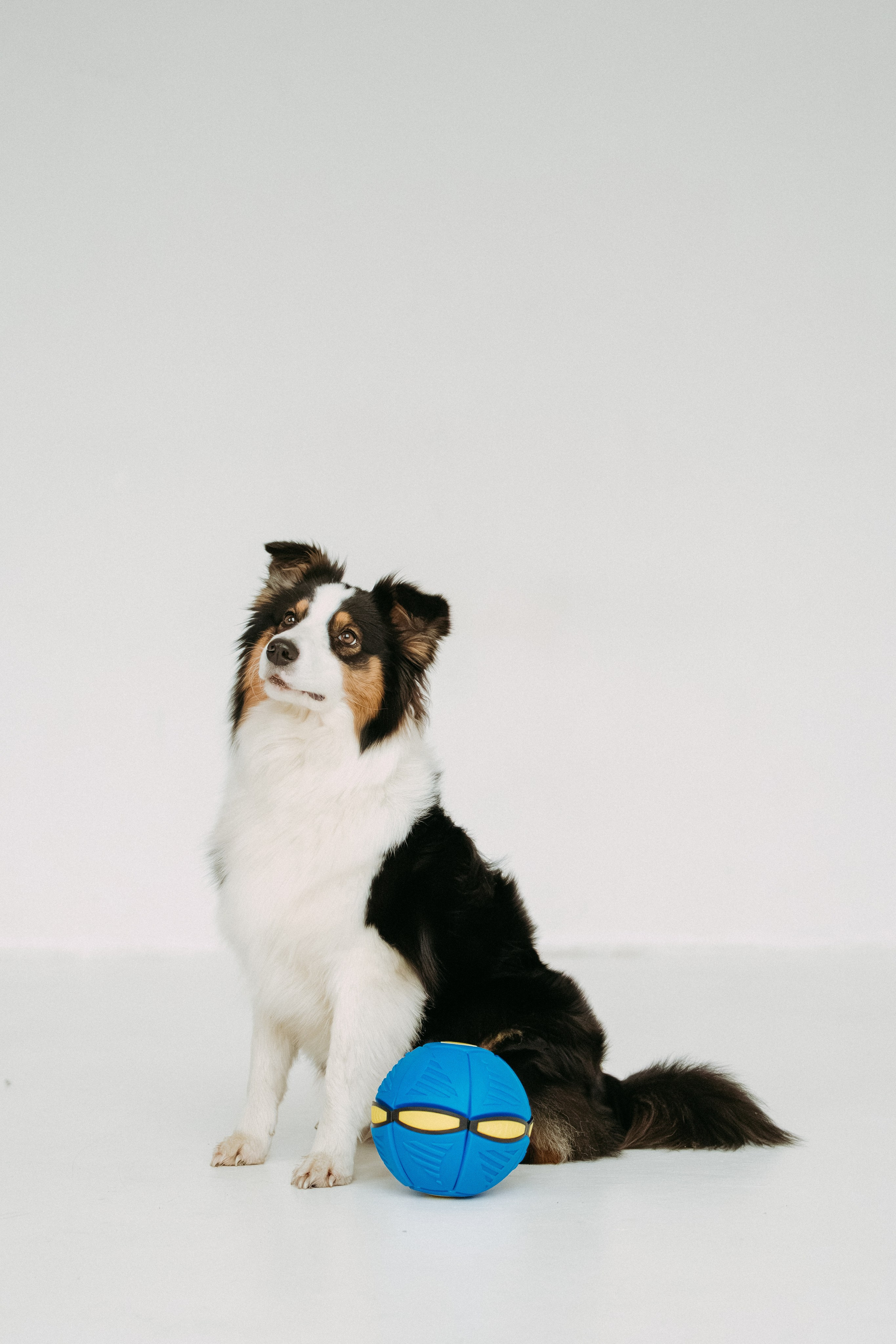 Мячи-попрыгуны. Фотораф — анималист Мария Шистка