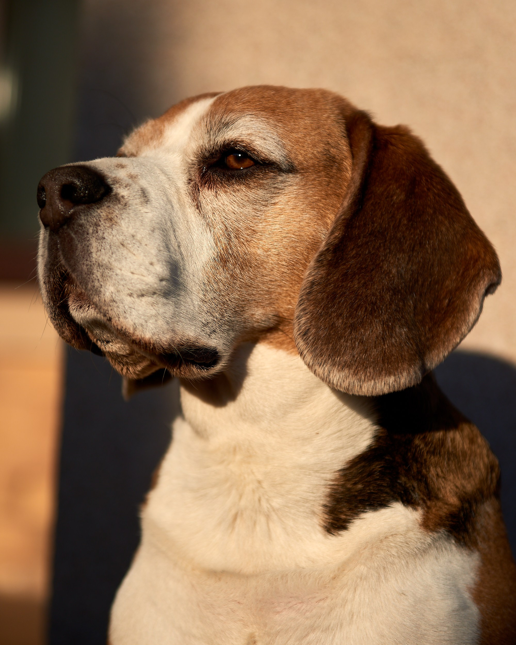 Фотосъемка животных