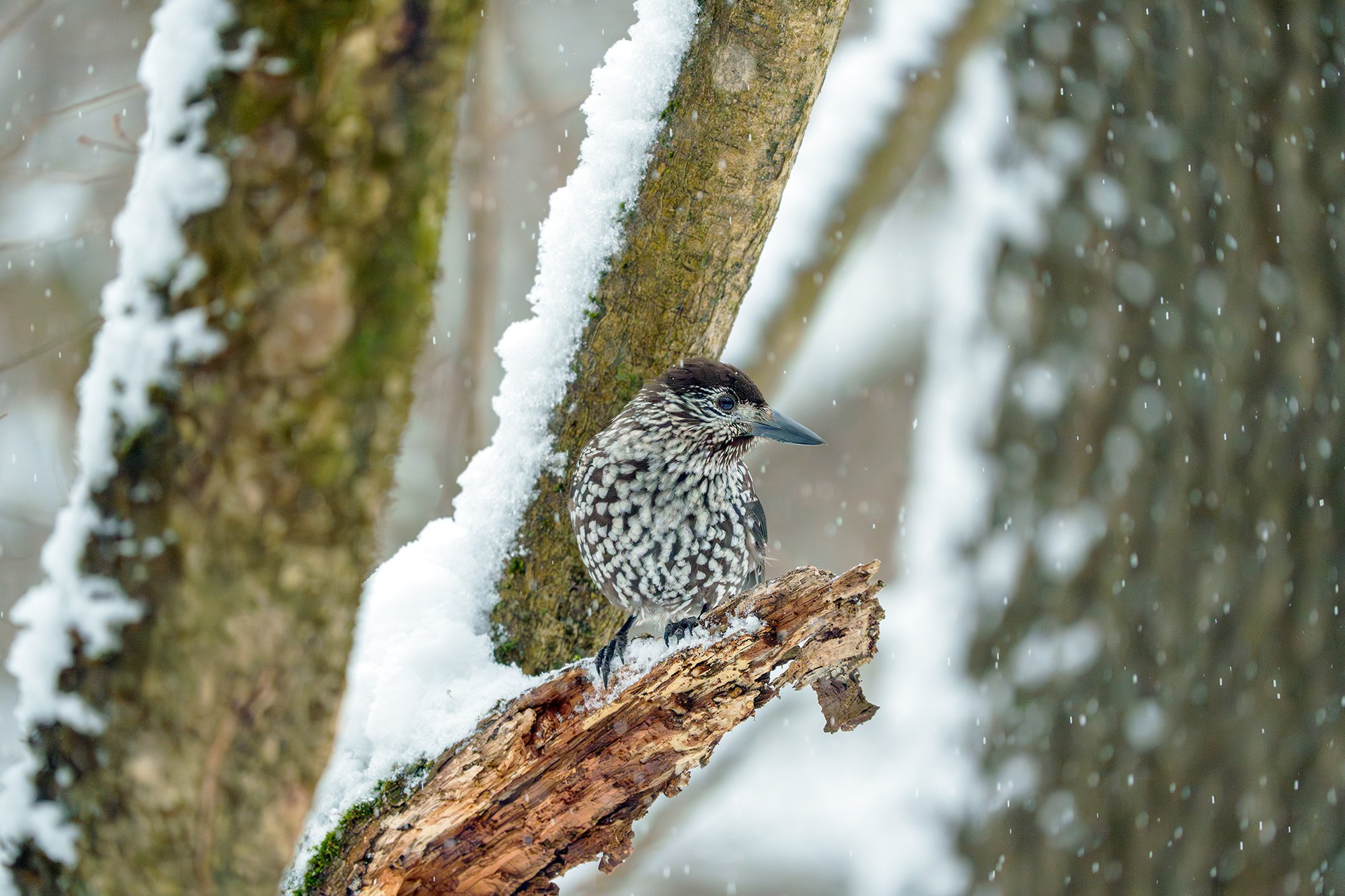 Удивительные мир птиц. Вокруг нас столько прекрасного — присмотритесь!. Ваш личный фотограф Марина Волкова