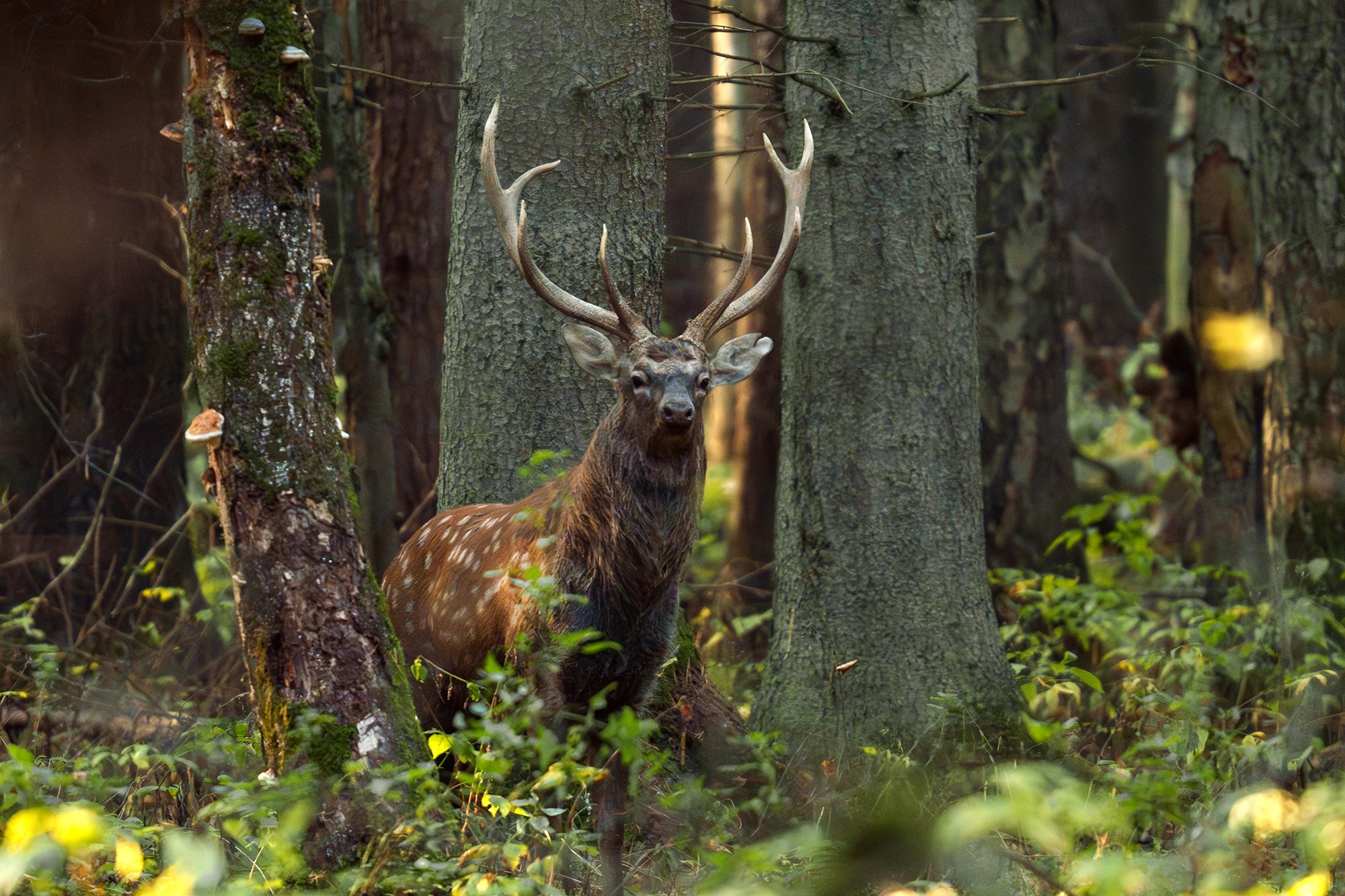 Животные. Ваш личный фотограф Марина Волкова