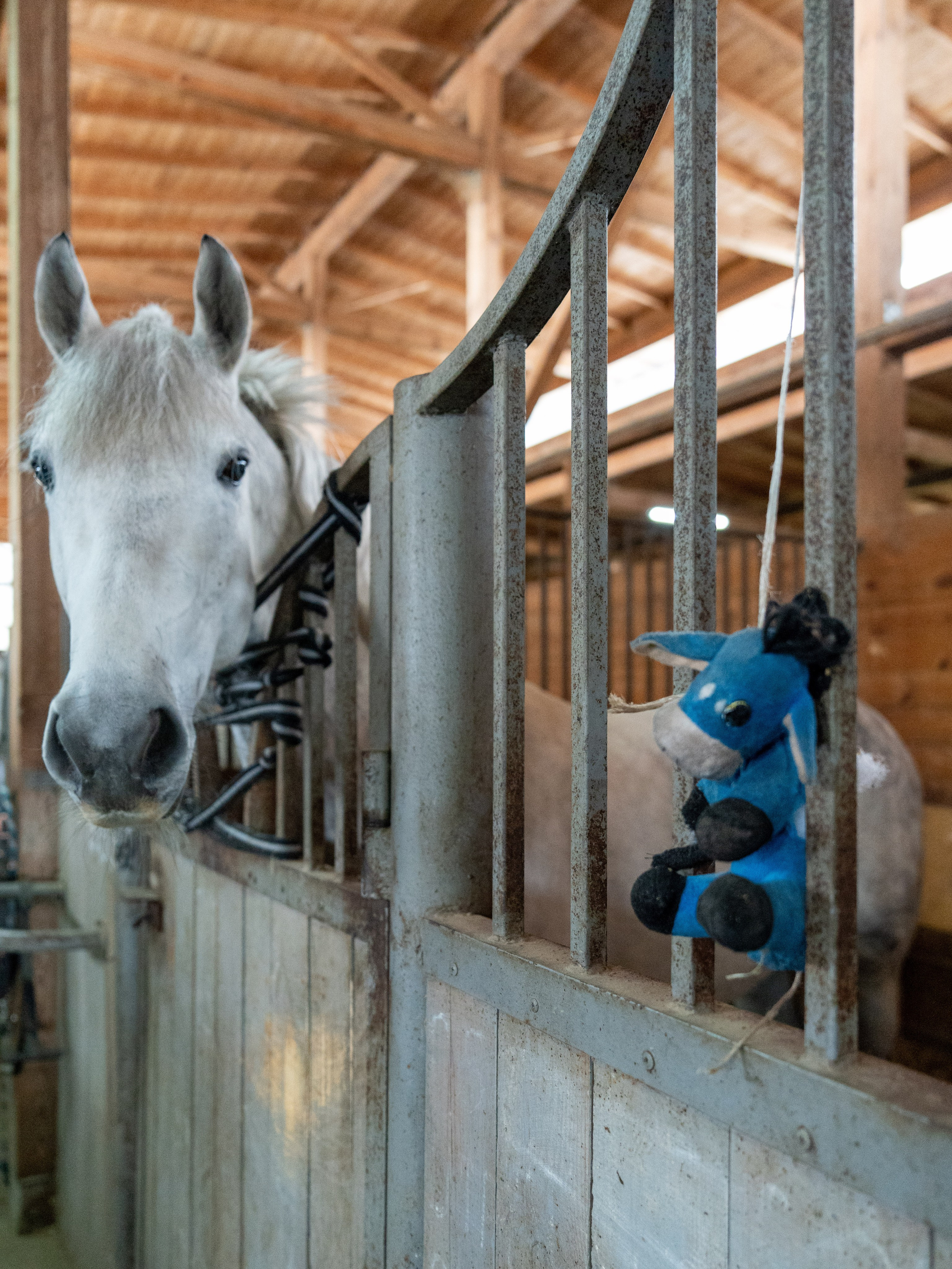 MICE мероприятие на ферме Экзархо. Репортажный фотограф в Красной Поляне и Сочи Павлюченко Екатерина