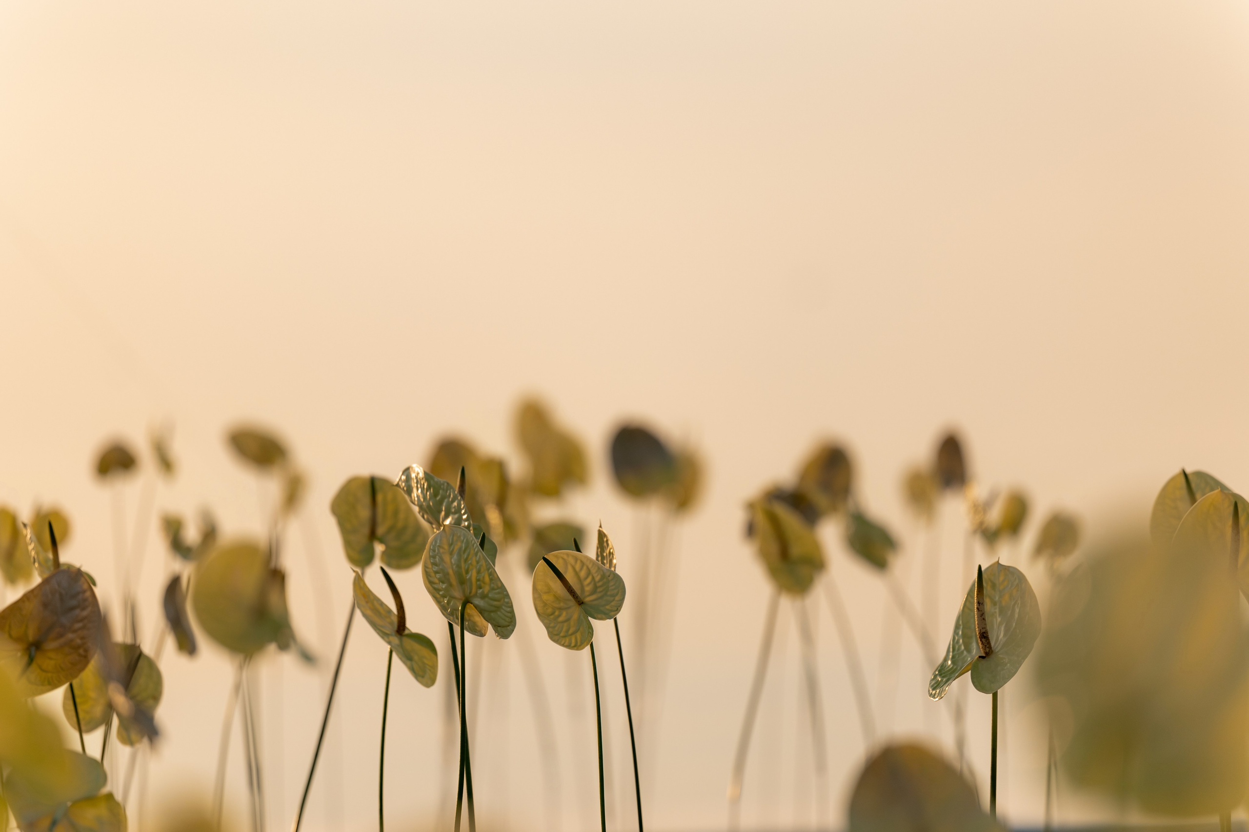 Свадьба серферов, Калининград. Свадебный фотограф Кристина Винокурова