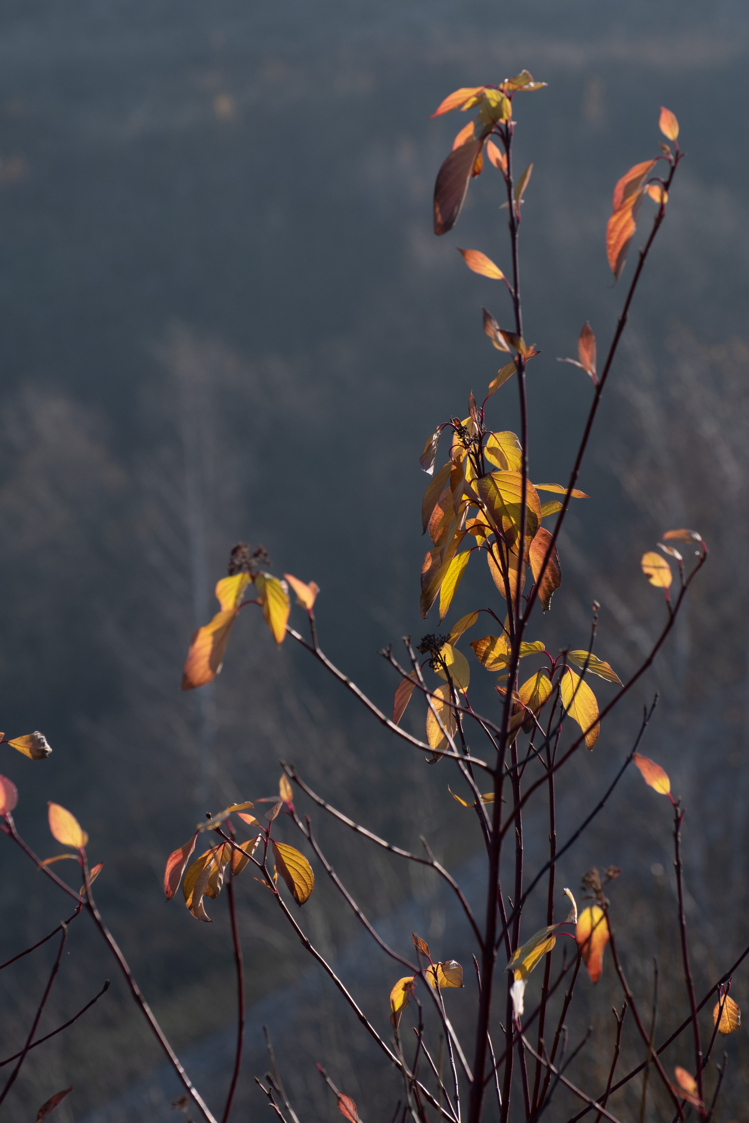 20211031 Крылатское. Дмитрий Ремизов. Фотография, как хобби