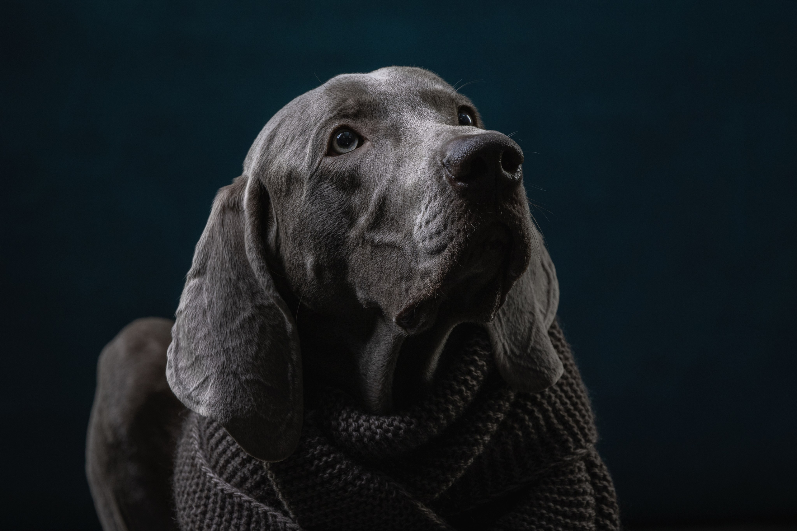 Студийная съемка веймаранера. Фотограф-анималист Юлия Зубкова